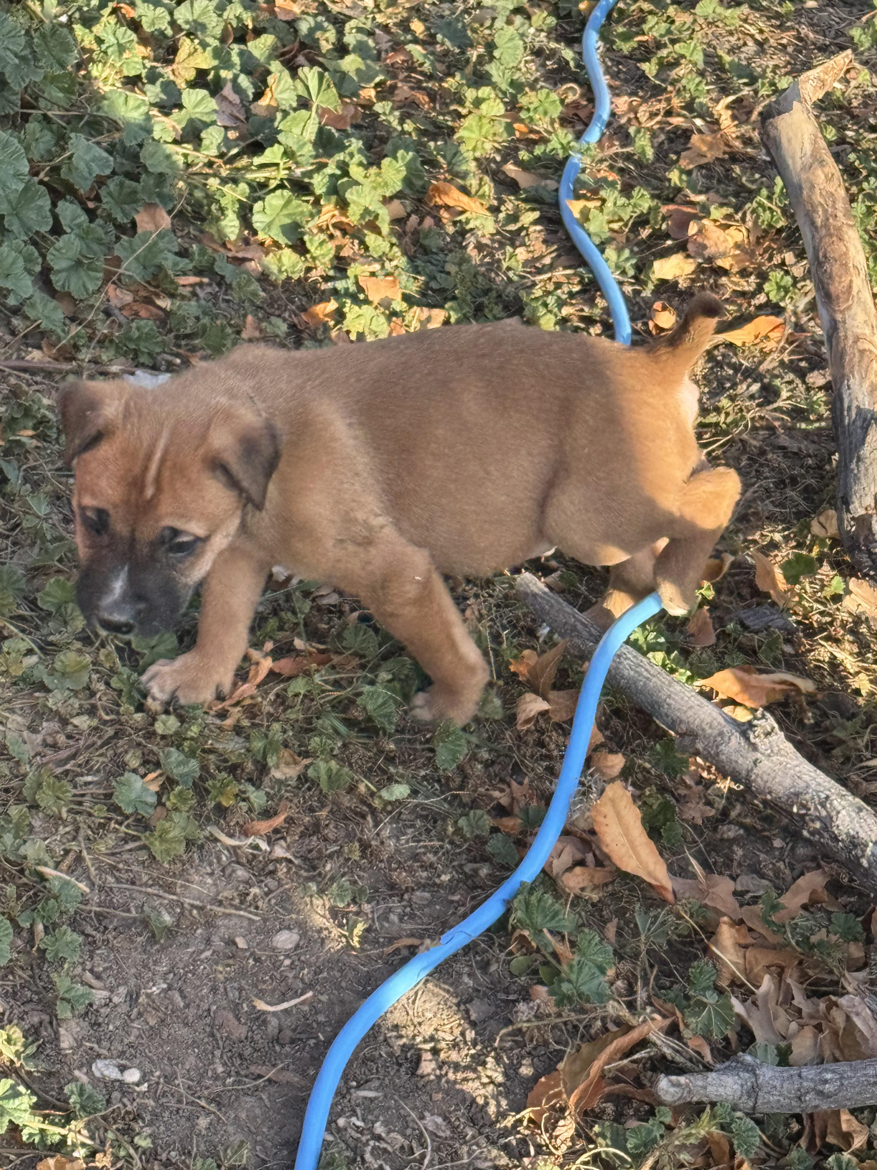 Enlarge Charlie, a Adoptable Mixed Breed in Havre, MT image 1/3