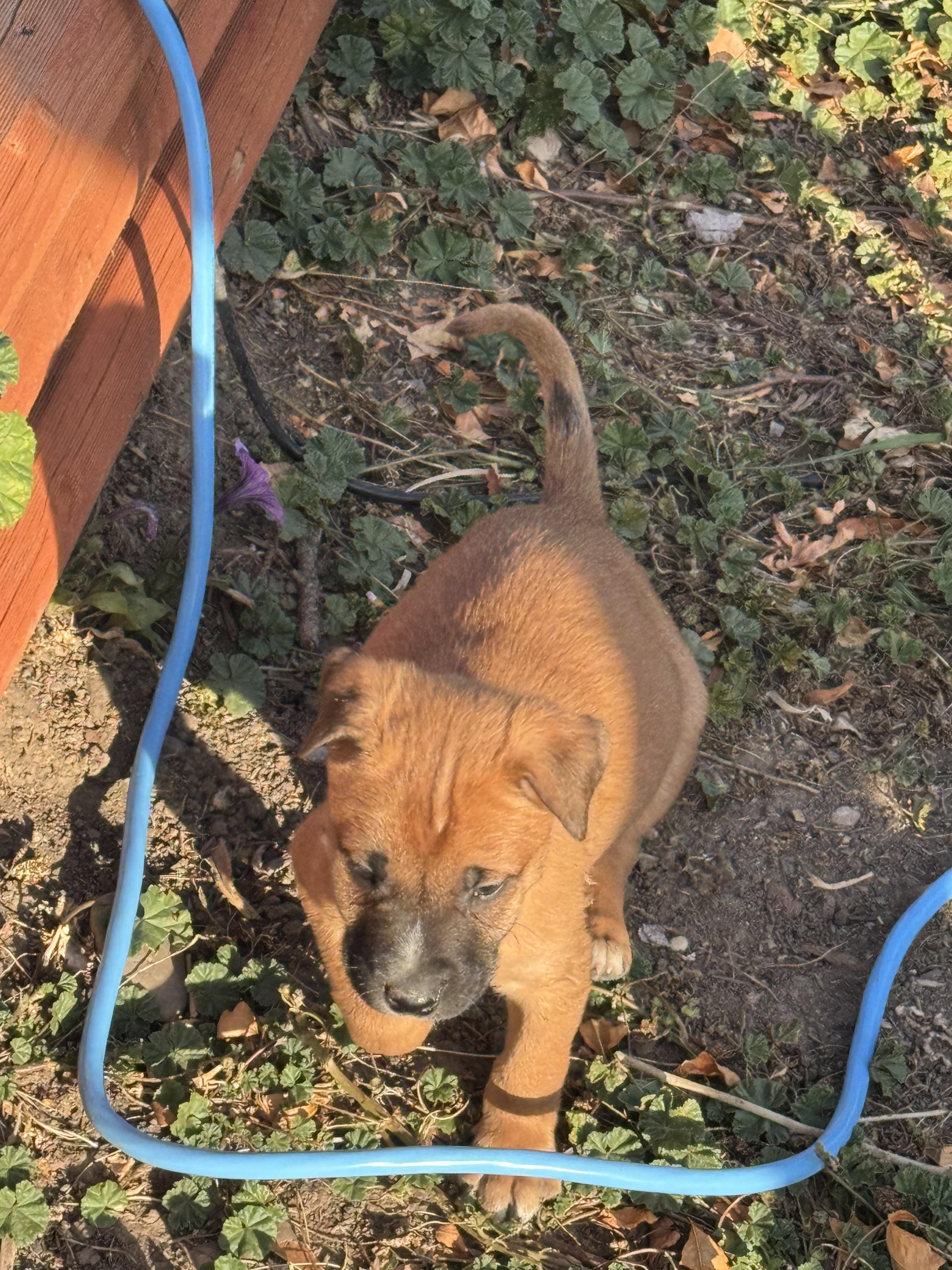 Charlie, an adoptable Mixed Breed in Havre, MT, 59501 | Photo Image 2