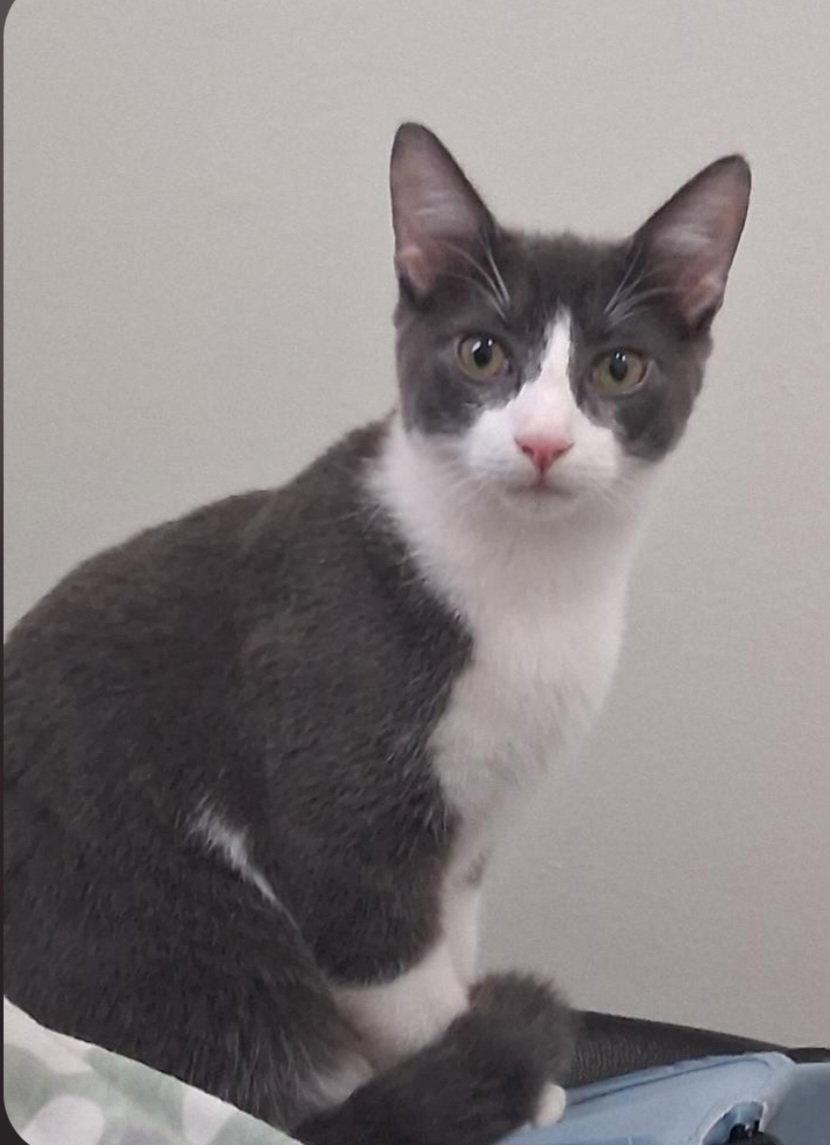 Fig, Adoptable, Kitten Female Domestic Medium Hair.