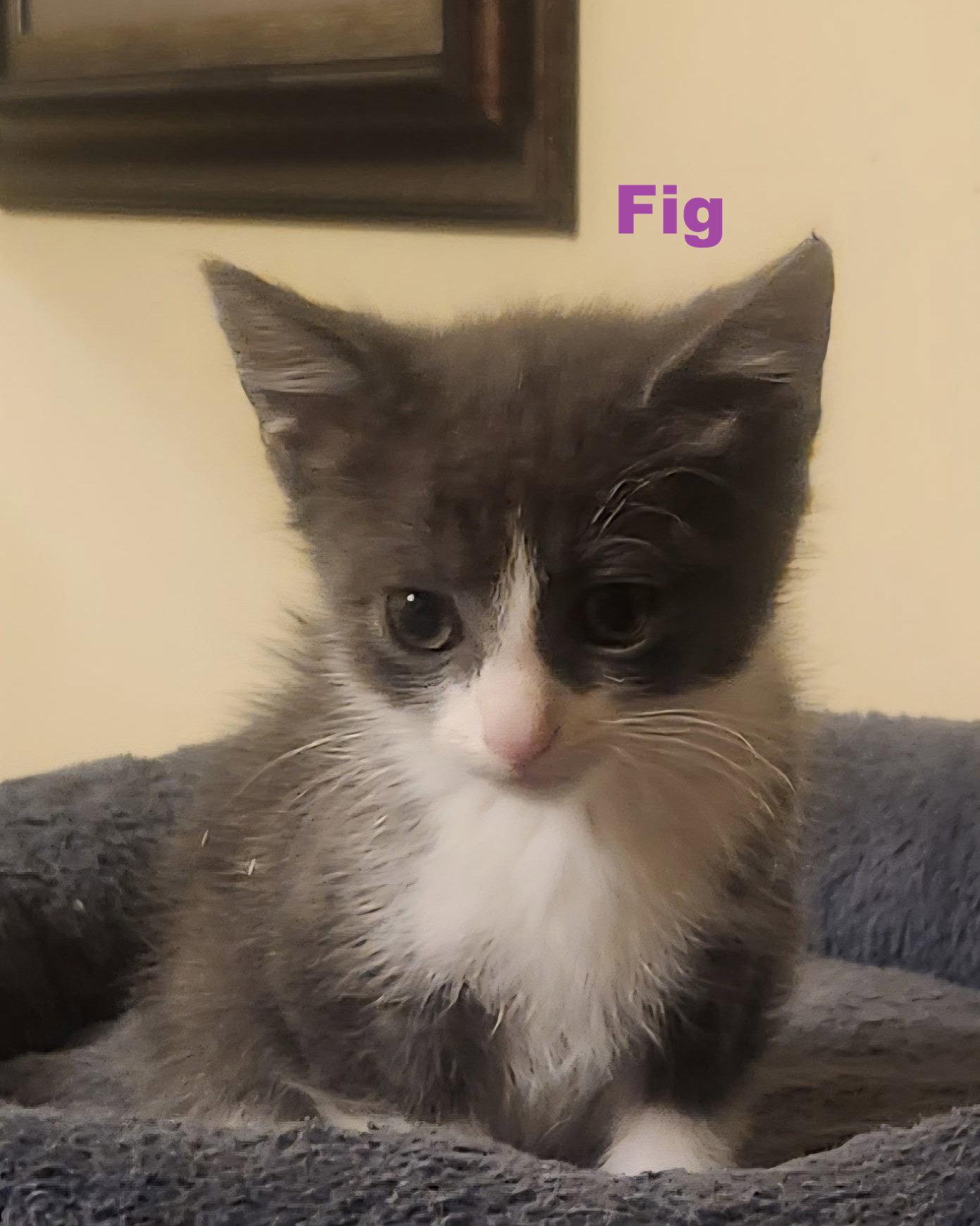 Enlarge Fig, a Adoptable Domestic Medium Hair in Blairsville, GA image 1/1