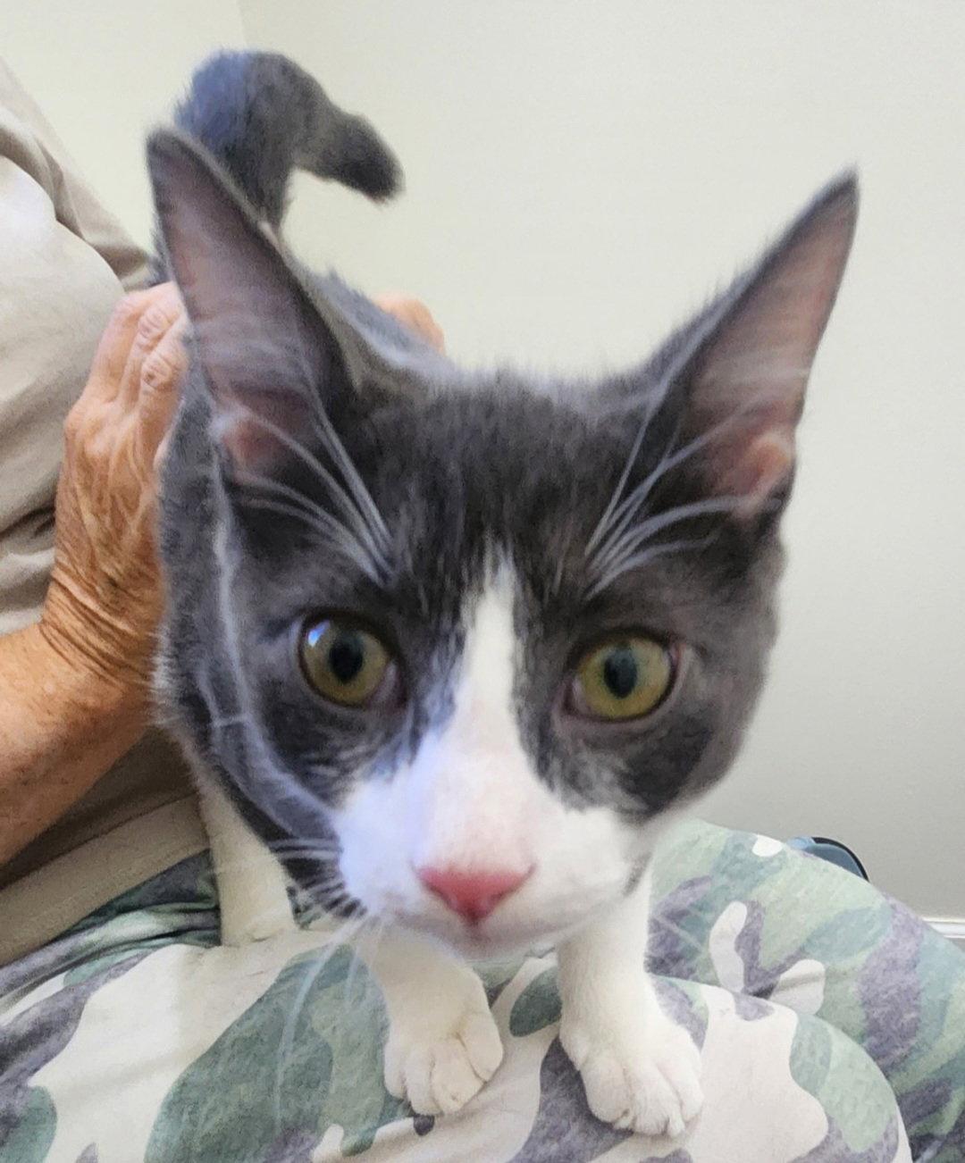 Enlarge Fig, a Adoptable Domestic Medium Hair in Blairsville, GA image 2/2