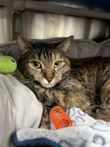 Enlarge Harriet, a ADOPTABLE Domestic Short Hair in Whitby, ON image 1/3