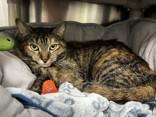 Enlarge Harriet, a ADOPTABLE Domestic Short Hair in Whitby, ON image 3/3