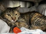 Enlarge Harriet, a ADOPTABLE Domestic Short Hair in Whitby, ON image 2/3