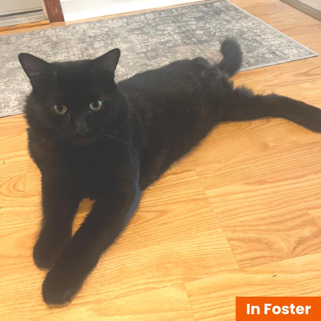 Chasnoff, Adoptable, Adult Male Domestic Medium Hair.