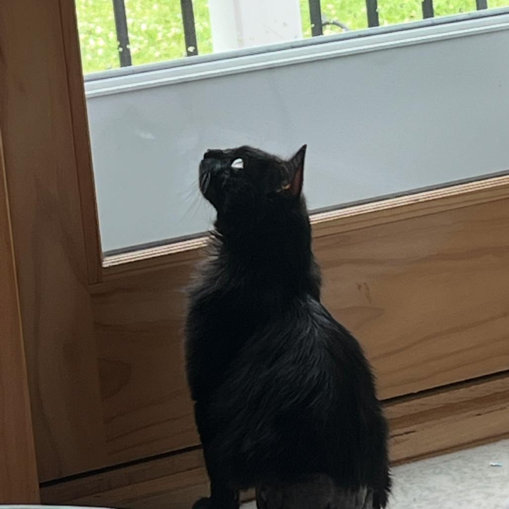 Chasnoff, a Adoptable Domestic Medium Hair in Baltimore, MD image 2/4
