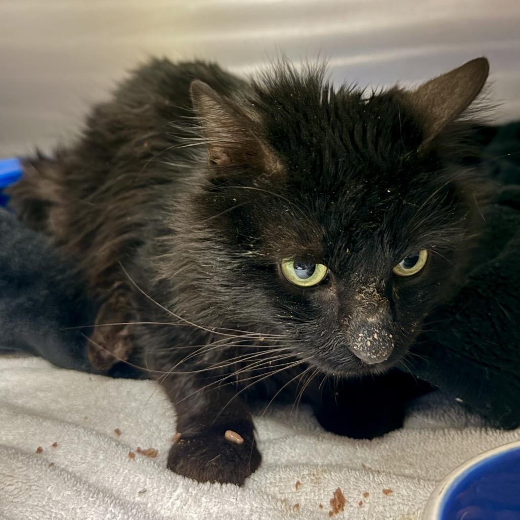 Chasnoff, a Adoptable Domestic Medium Hair in Baltimore, MD image 3/4