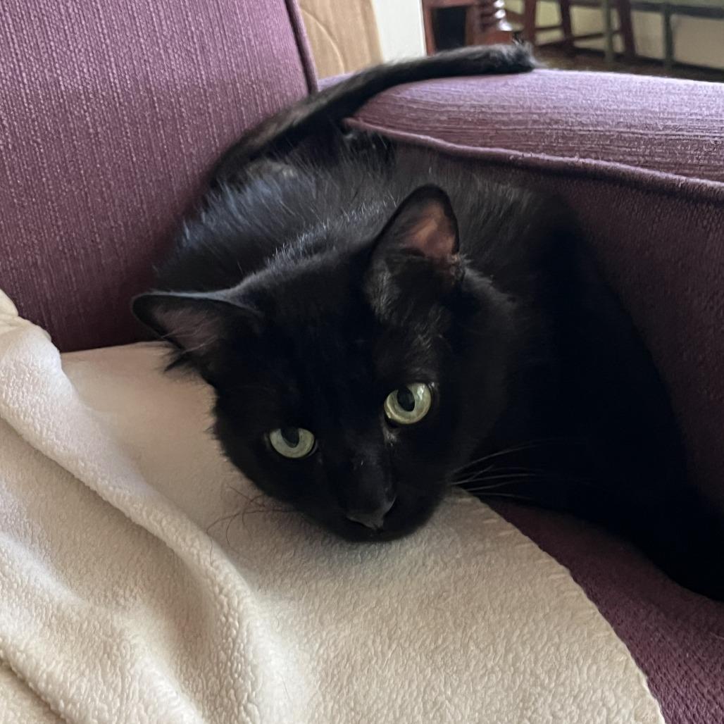 Chasnoff, a Adoptable Domestic Medium Hair in Baltimore, MD image 4/4