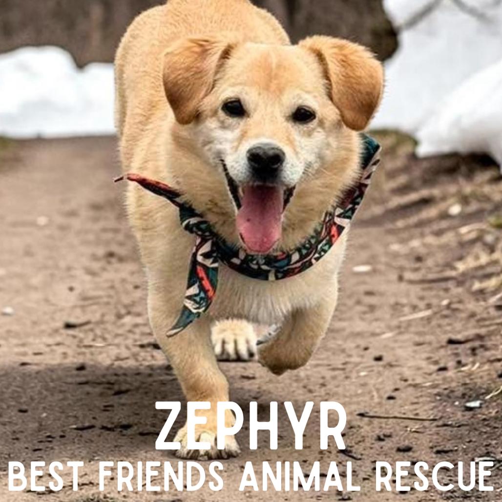 Zephyr, Adoptable, Adult Male Chihuahua & Cardigan Welsh Corgi.