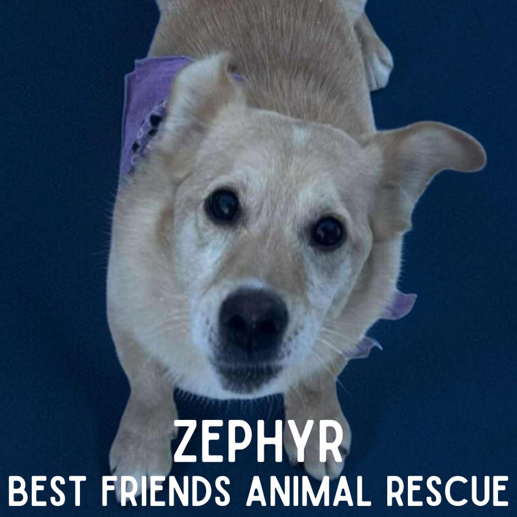 Zephyr, Adoptable, Adult Male Chihuahua & Cardigan Welsh Corgi.