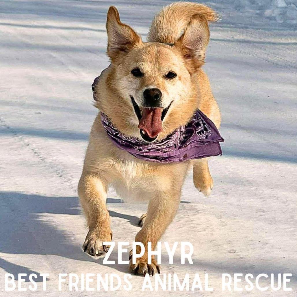 Enlarge Zephyr, a Adoptable mixed breed in Wasilla, AK image 3/6