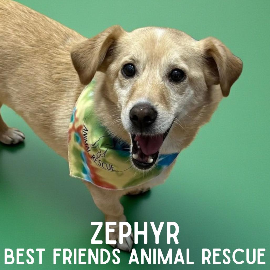 Enlarge Zephyr, a Adoptable mixed breed in Wasilla, AK image 2/3