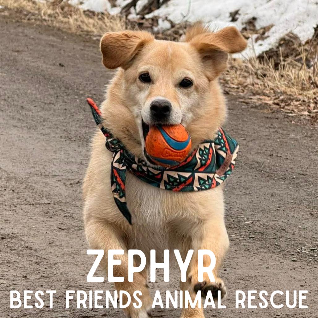 Enlarge Zephyr, a Adoptable mixed breed in Wasilla, AK image 5/6