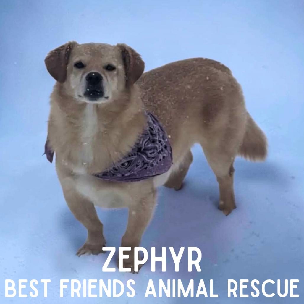 Enlarge Zephyr, a Adoptable mixed breed in Wasilla, AK image 3/3