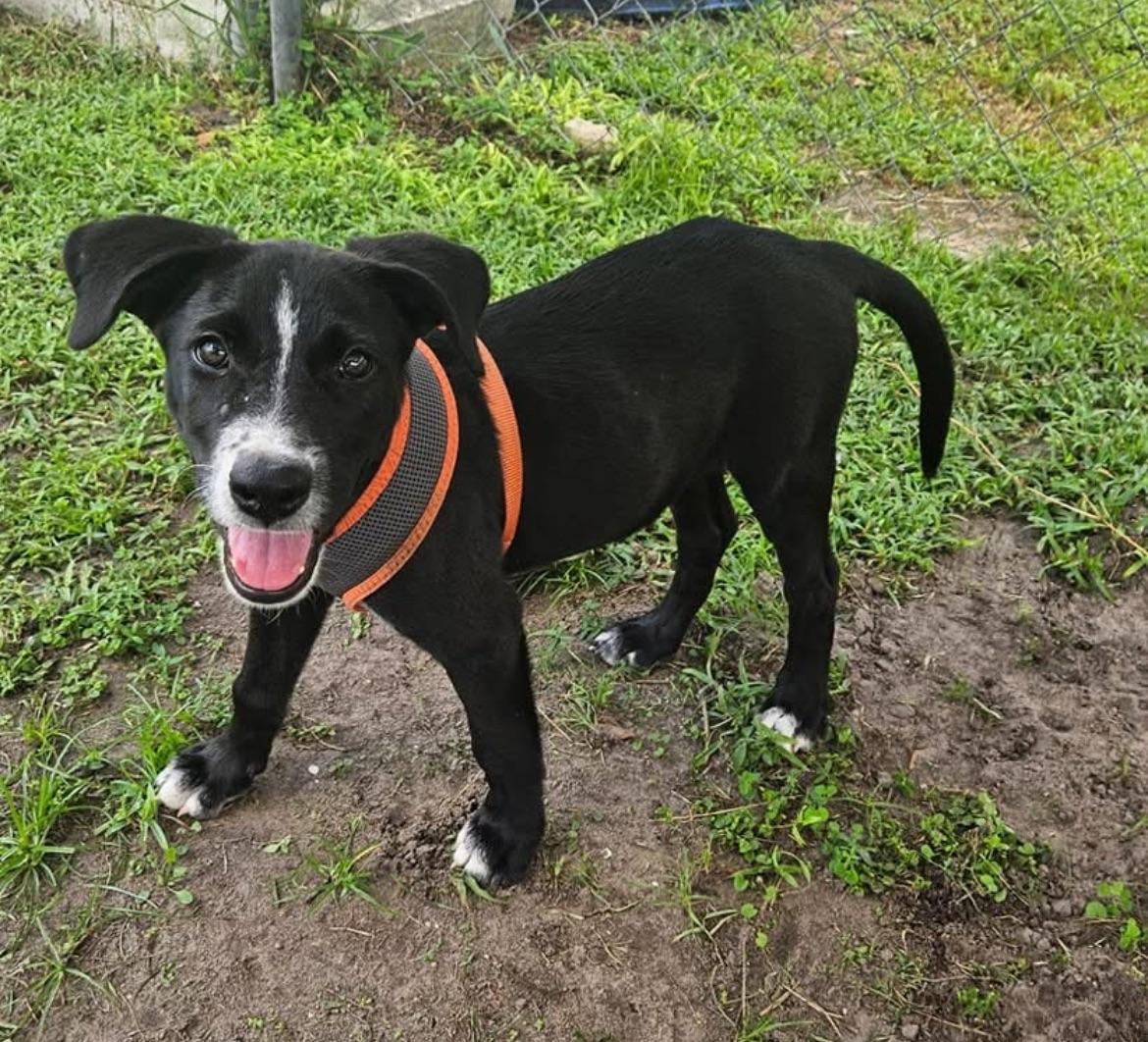 Enlarge Lola, a Adoptable Mixed Breed in Ruskin, FL image 1/6