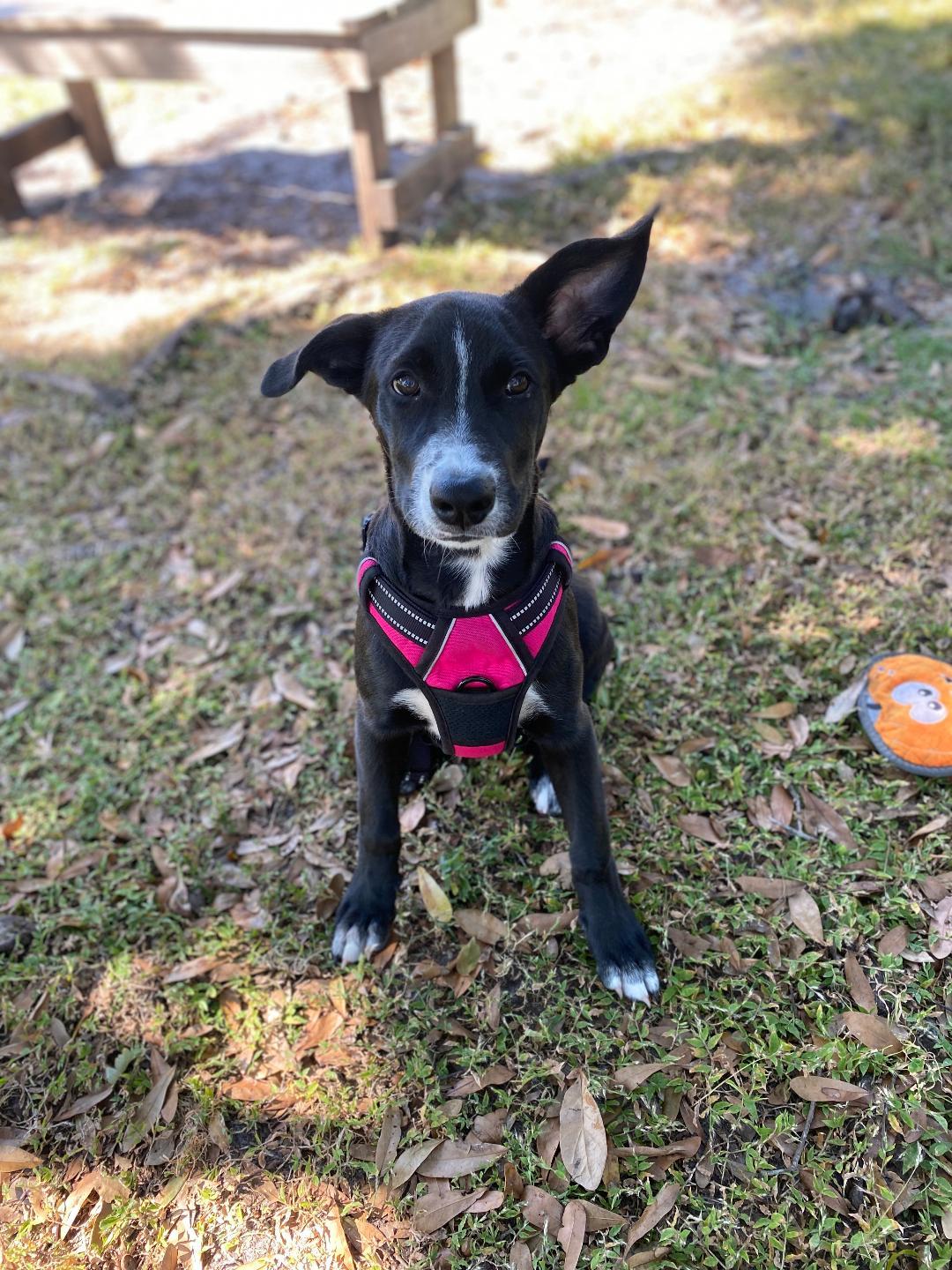 Enlarge Lola, a Adoptable Mixed Breed in Ruskin, FL image 3/6