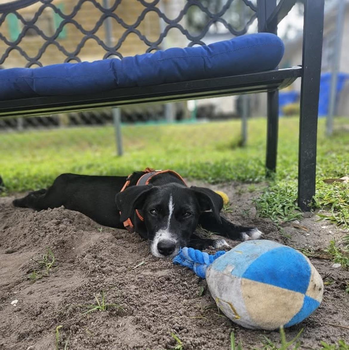 Enlarge Lola, a Adoptable Mixed Breed in Ruskin, FL image 4/6