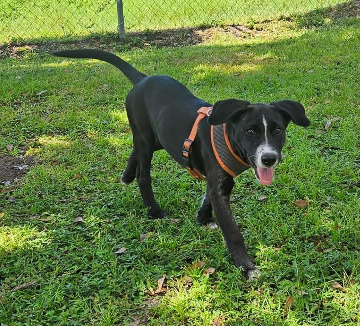 Enlarge Lola, a Adoptable Mixed Breed in Ruskin, FL image 5/6