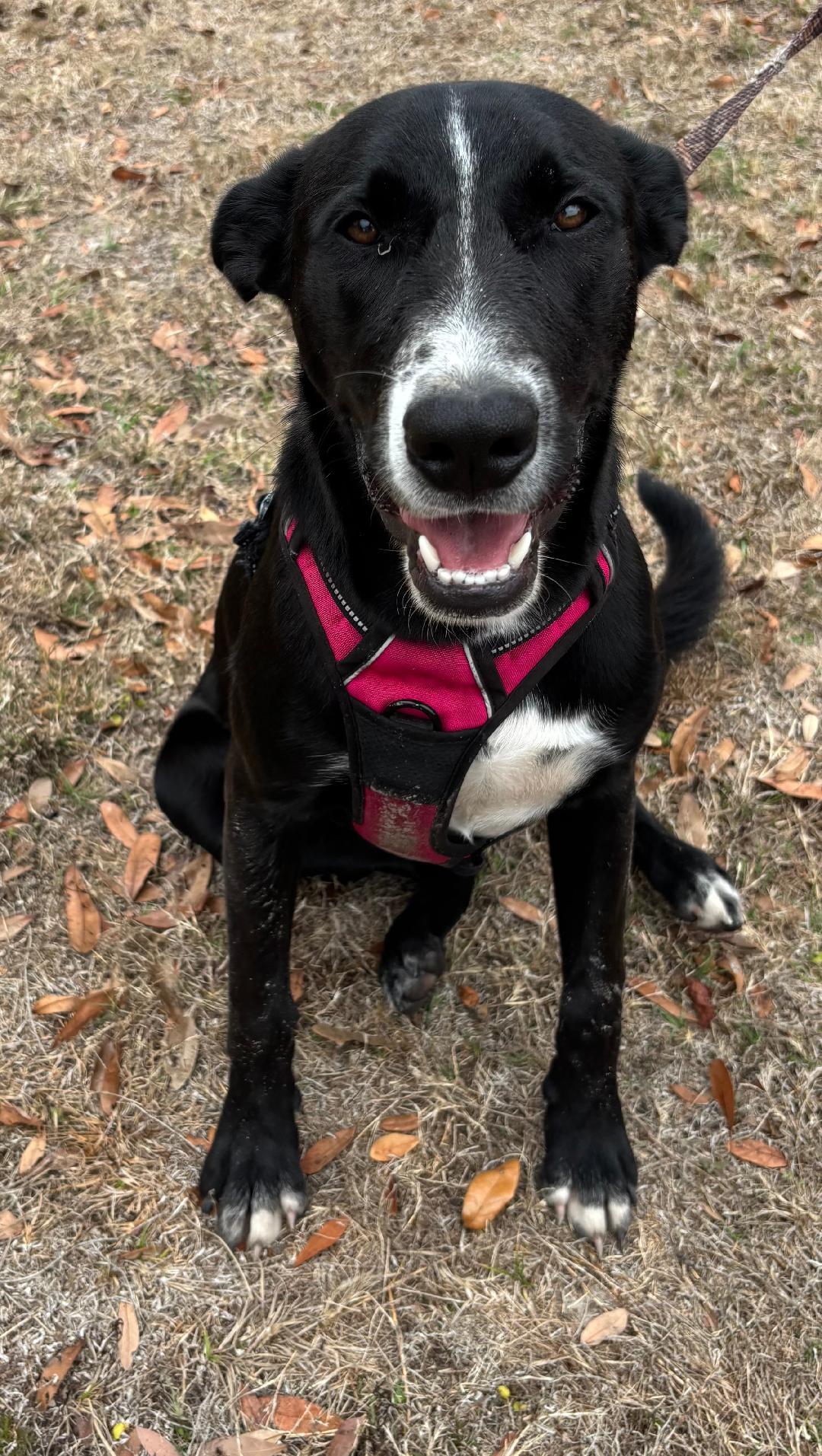 Lola, Adoptable, Young Female Mixed Breed.