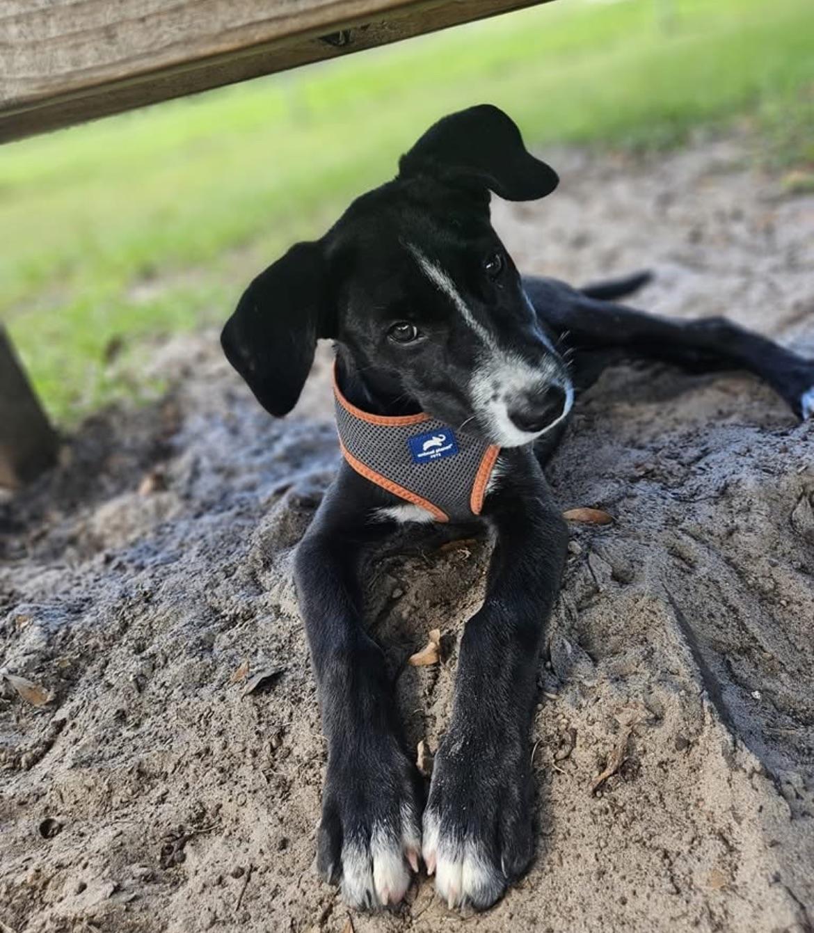 Enlarge Lola, a Adoptable Mixed Breed in Ruskin, FL image 2/6