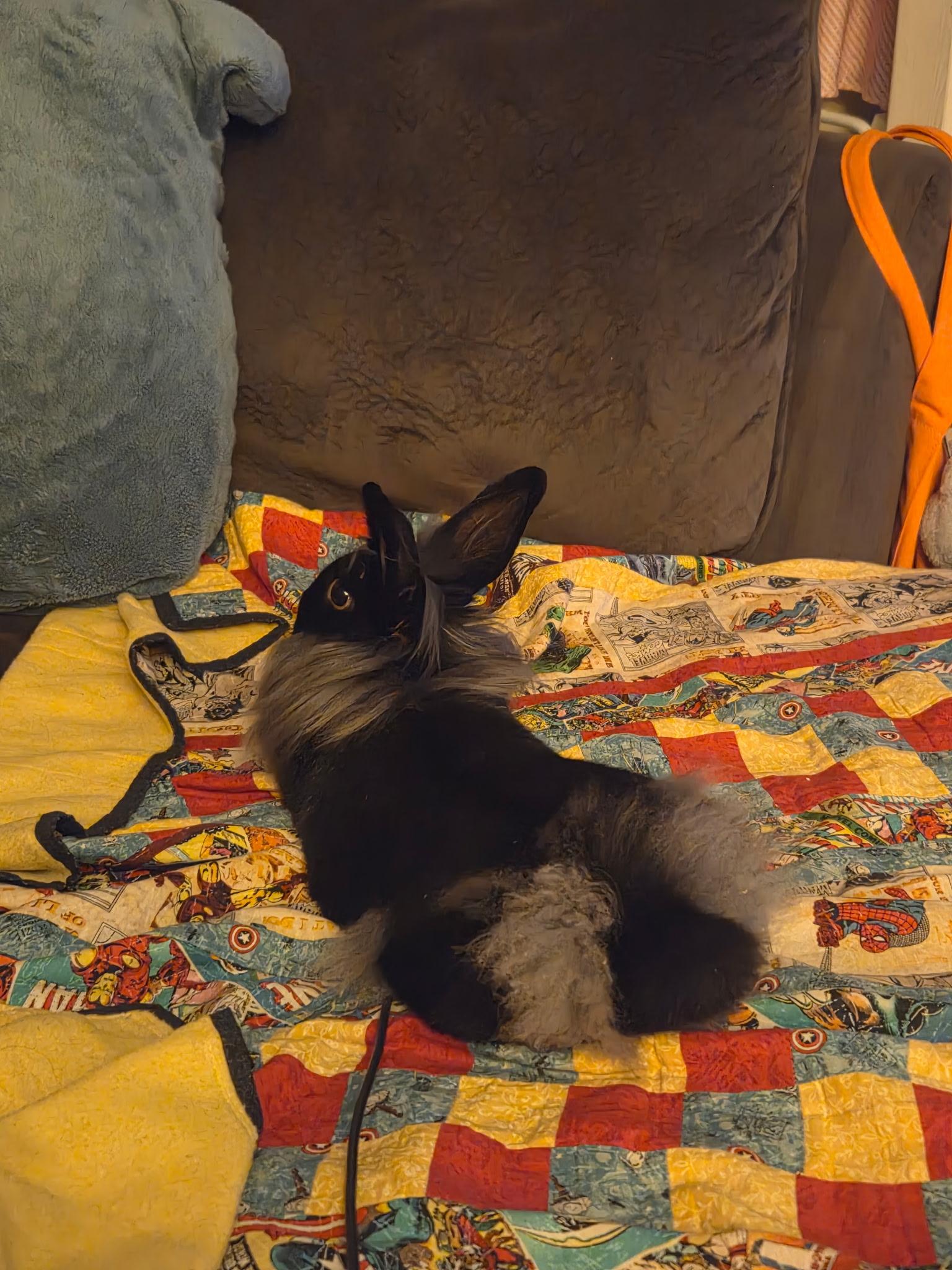 Cher, a ADOPTABLE Lionhead in Grand Rapids, MI image 3/6