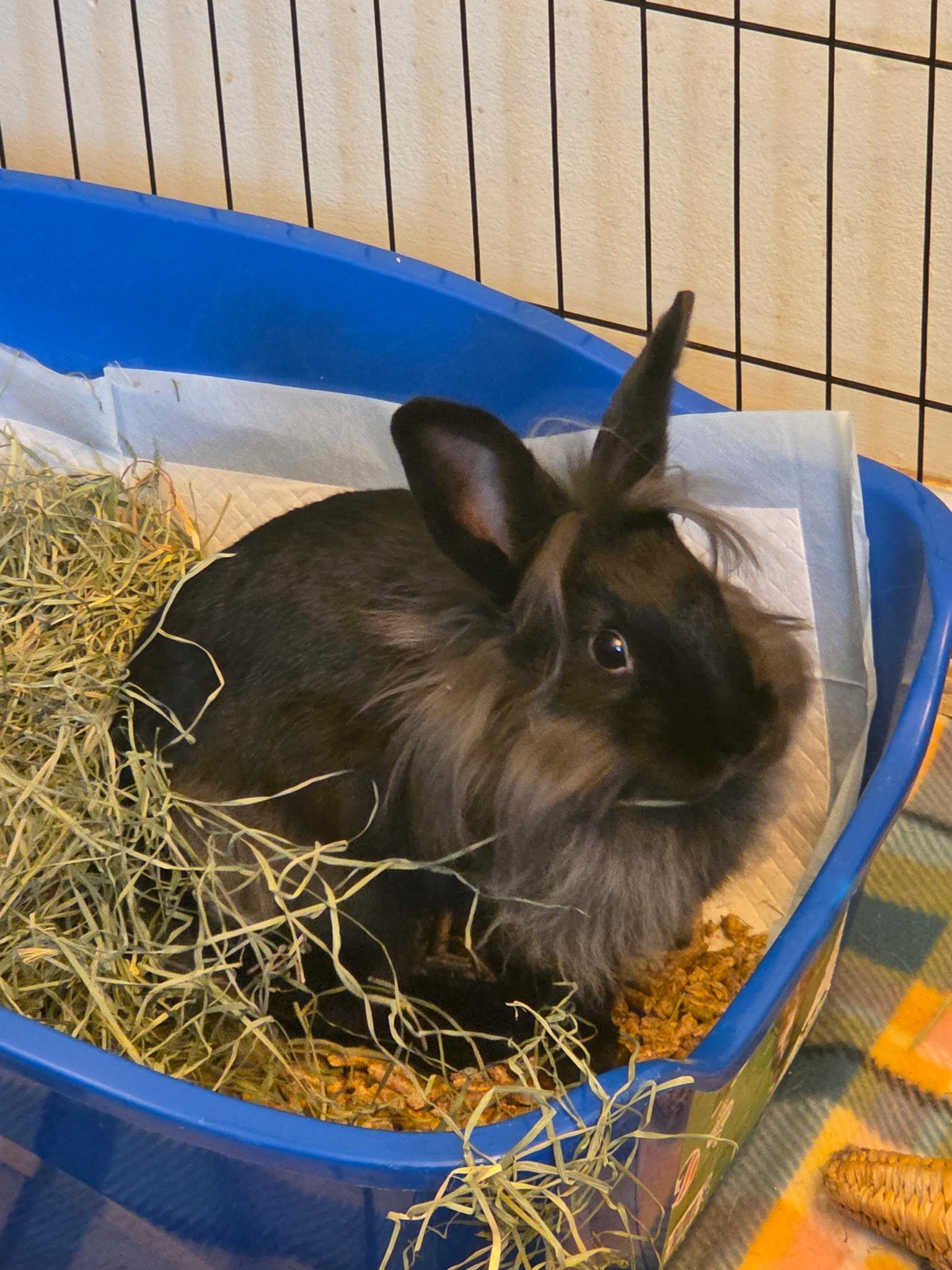 Cher, a ADOPTABLE Lionhead in Grand Rapids, MI image 6/6
