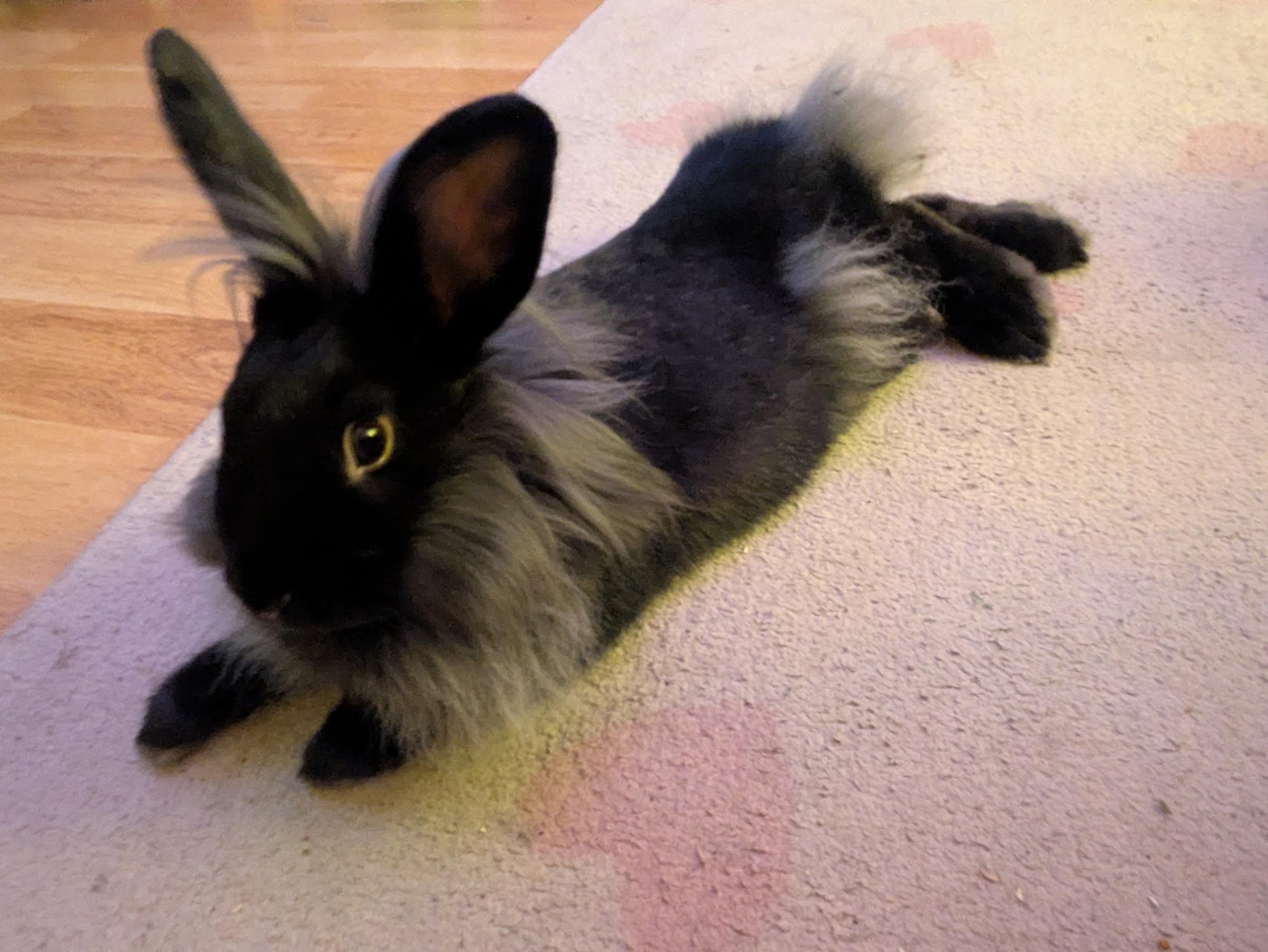 Cher, a ADOPTABLE Lionhead in Grand Rapids, MI image 2/6