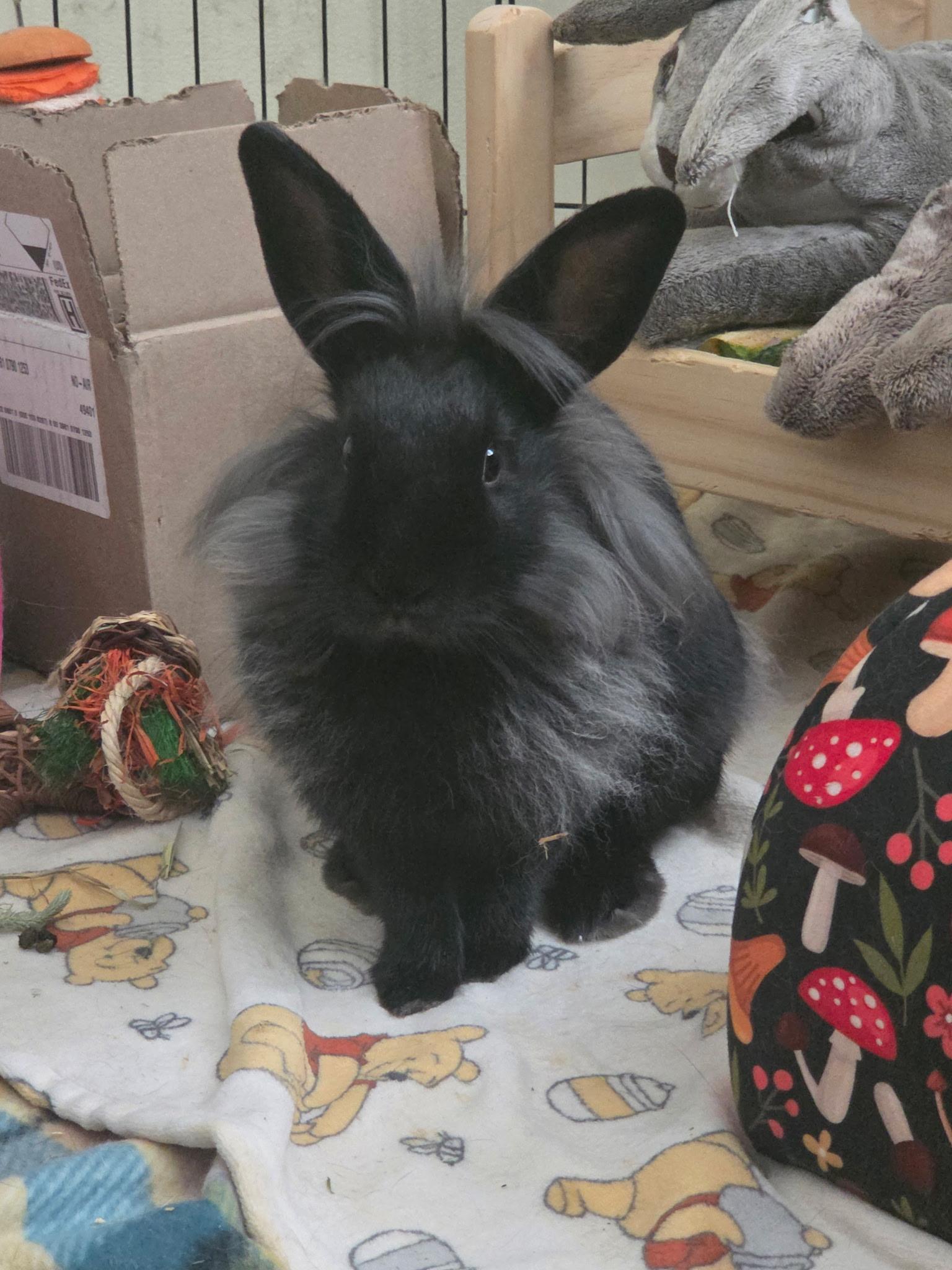 Cher, a ADOPTABLE Lionhead in Grand Rapids, MI image 1/6