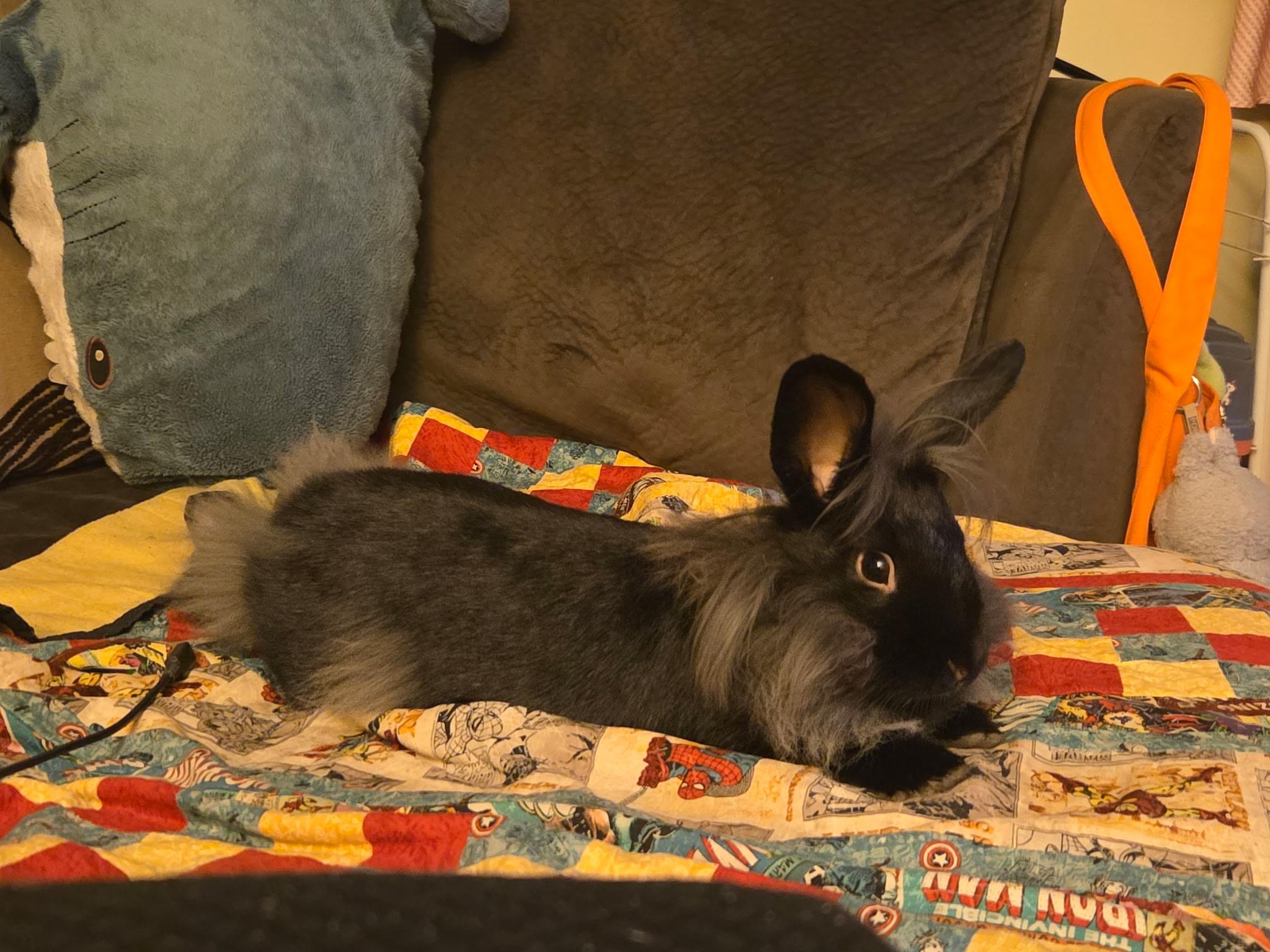 Cher, a ADOPTABLE Lionhead in Grand Rapids, MI image 5/6