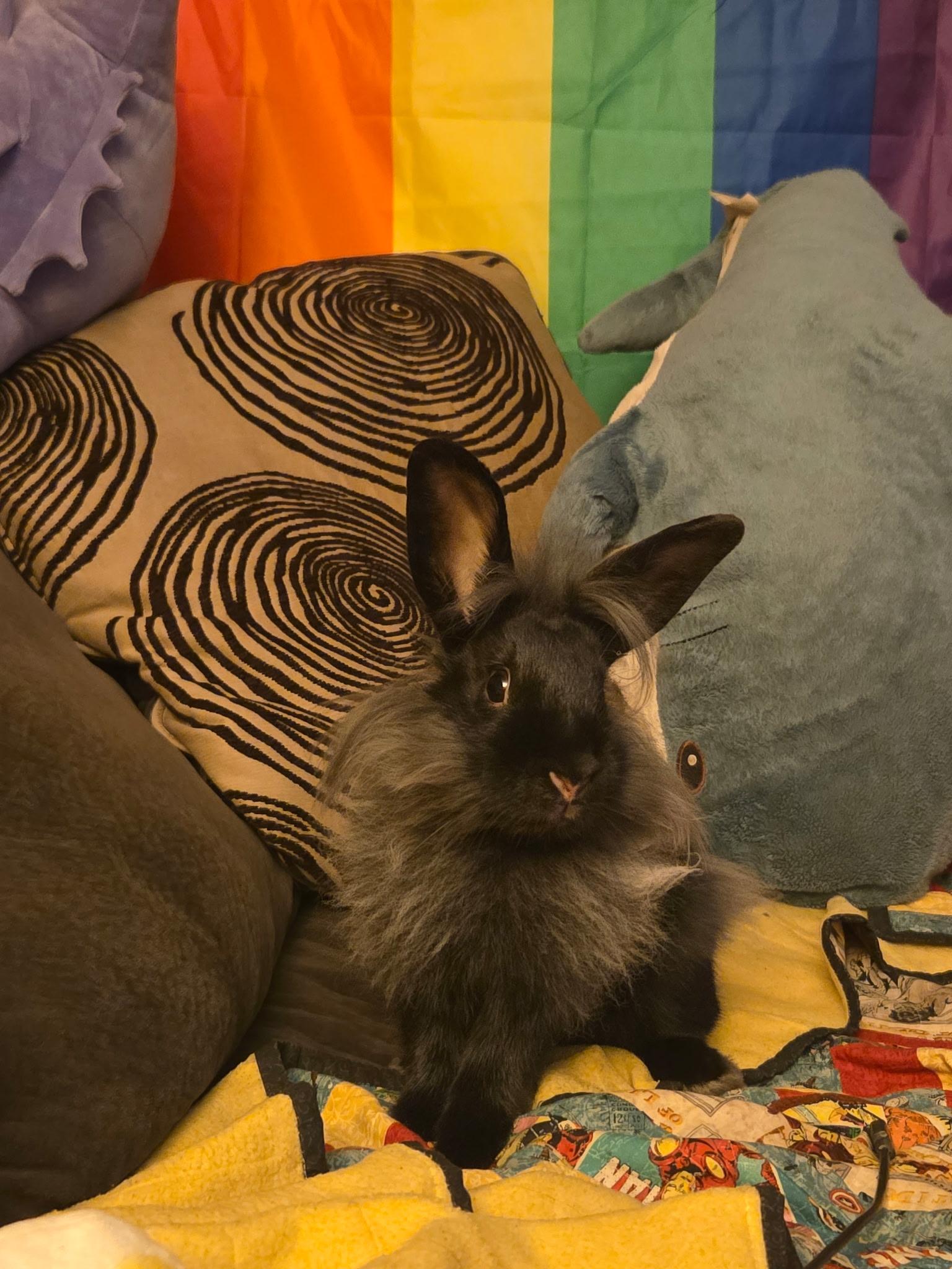 Cher, a ADOPTABLE Lionhead in Grand Rapids, MI image 4/6