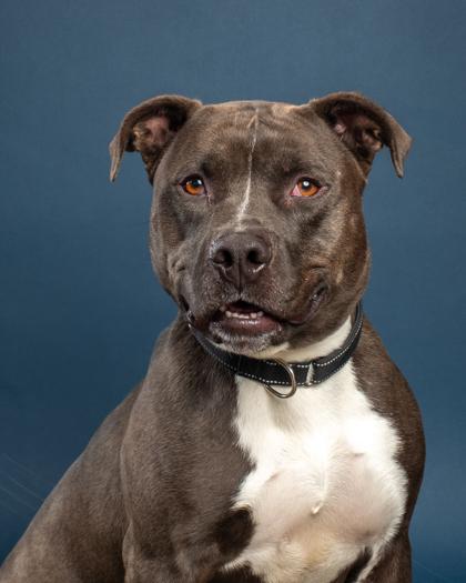 Enlarge Oreo, a Adoptable mixed breed in Santa Paula, CA image 1/2