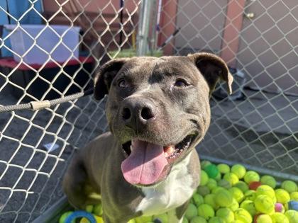 Enlarge Oreo, a Adoptable mixed breed in Santa Paula, CA image 2/2