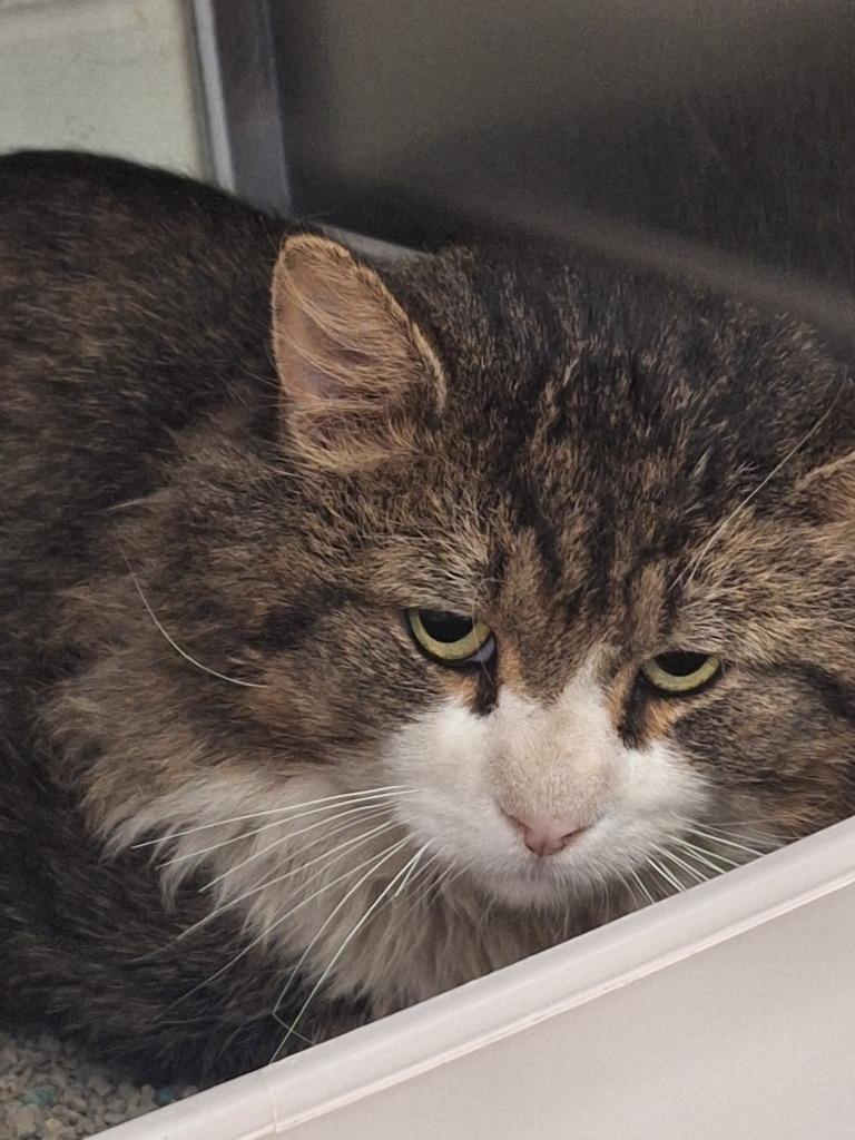 Enlarge Frankenstein - Working Cat, a Adoptable mixed breed in Grand Forks, ND image 1/1