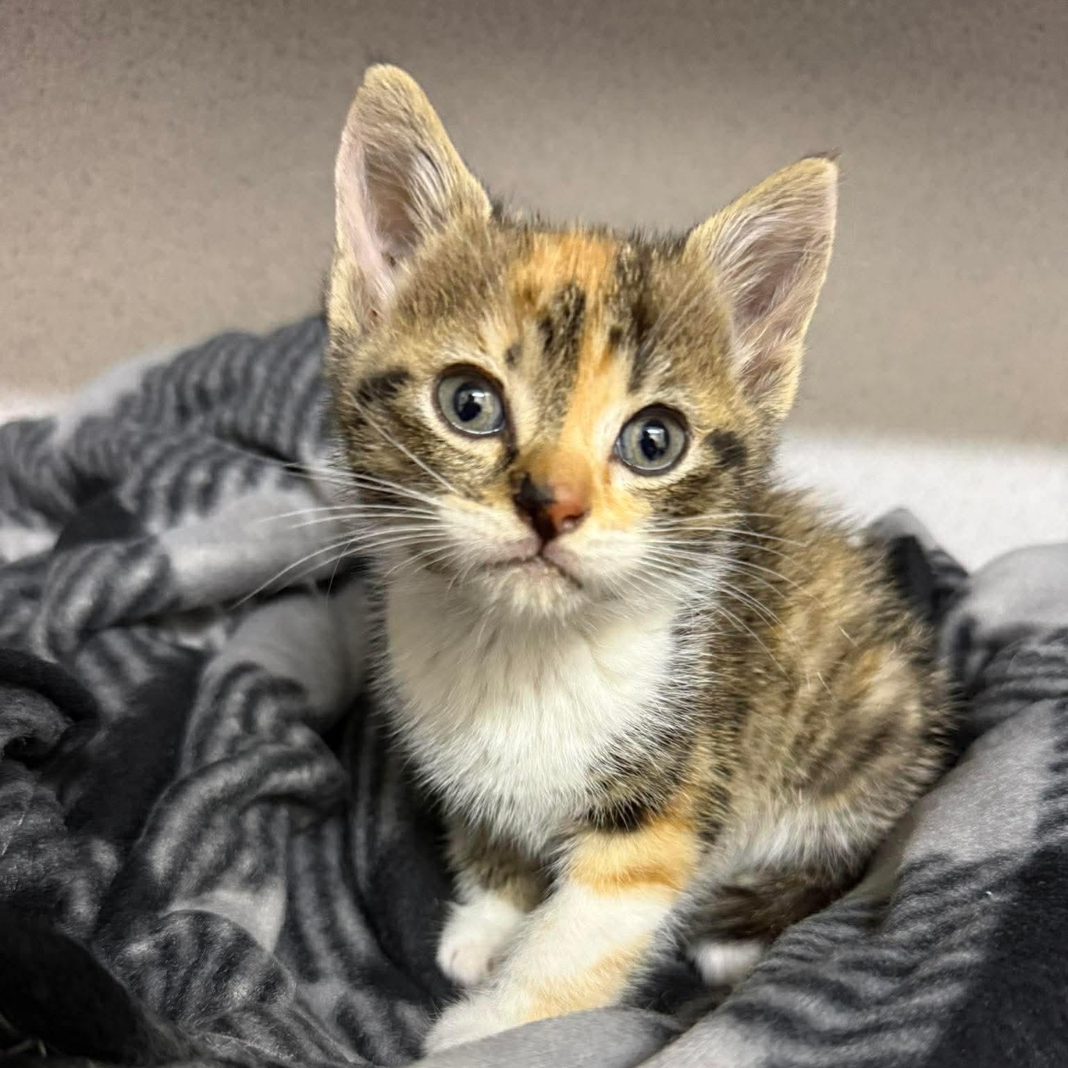 Enlarge Lydia, an adopted Domestic Short Hair in Mississippi State, MS image 3/6