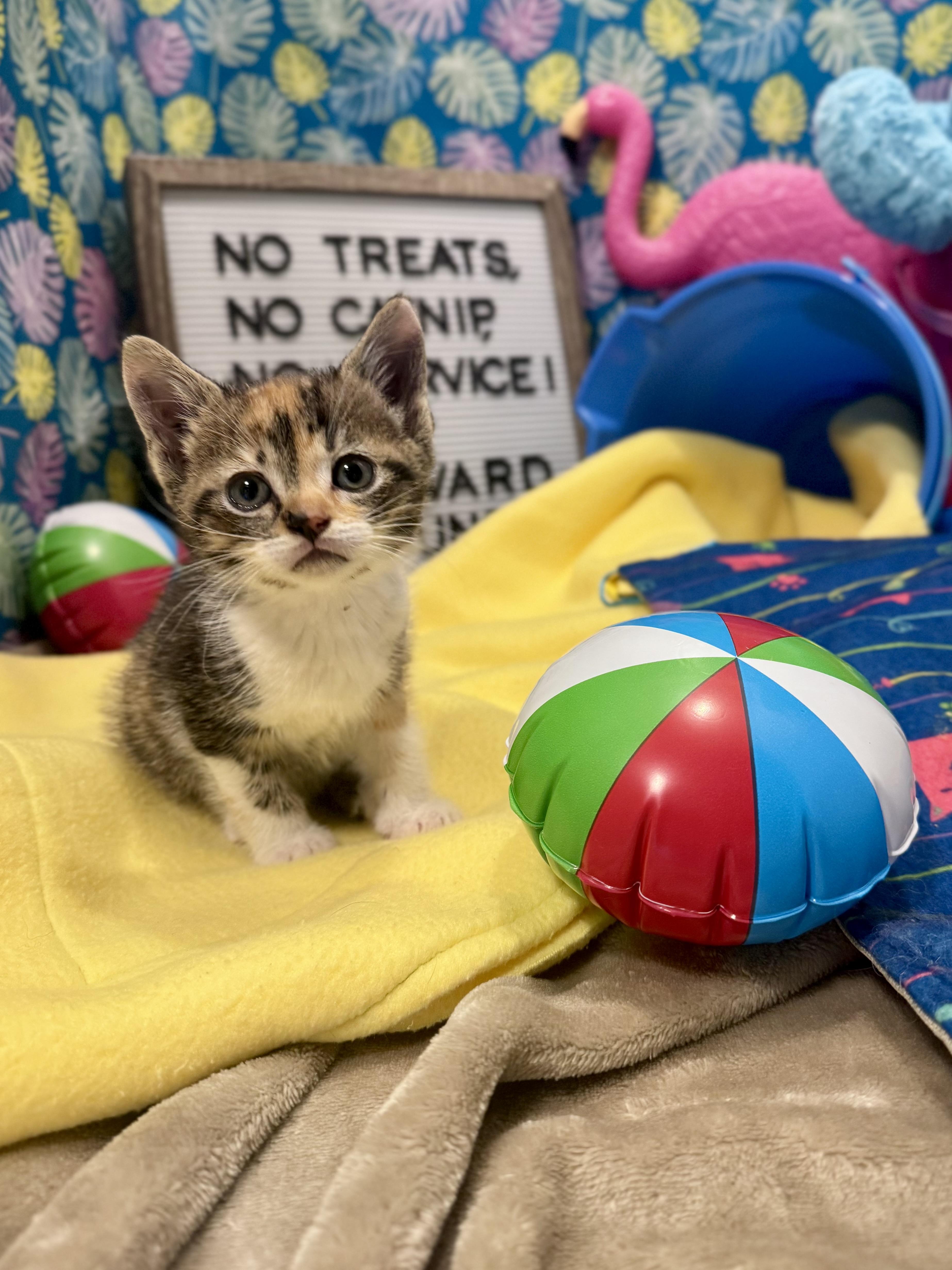 Enlarge Lydia, an adopted Domestic Short Hair in Mississippi State, MS image 5/6