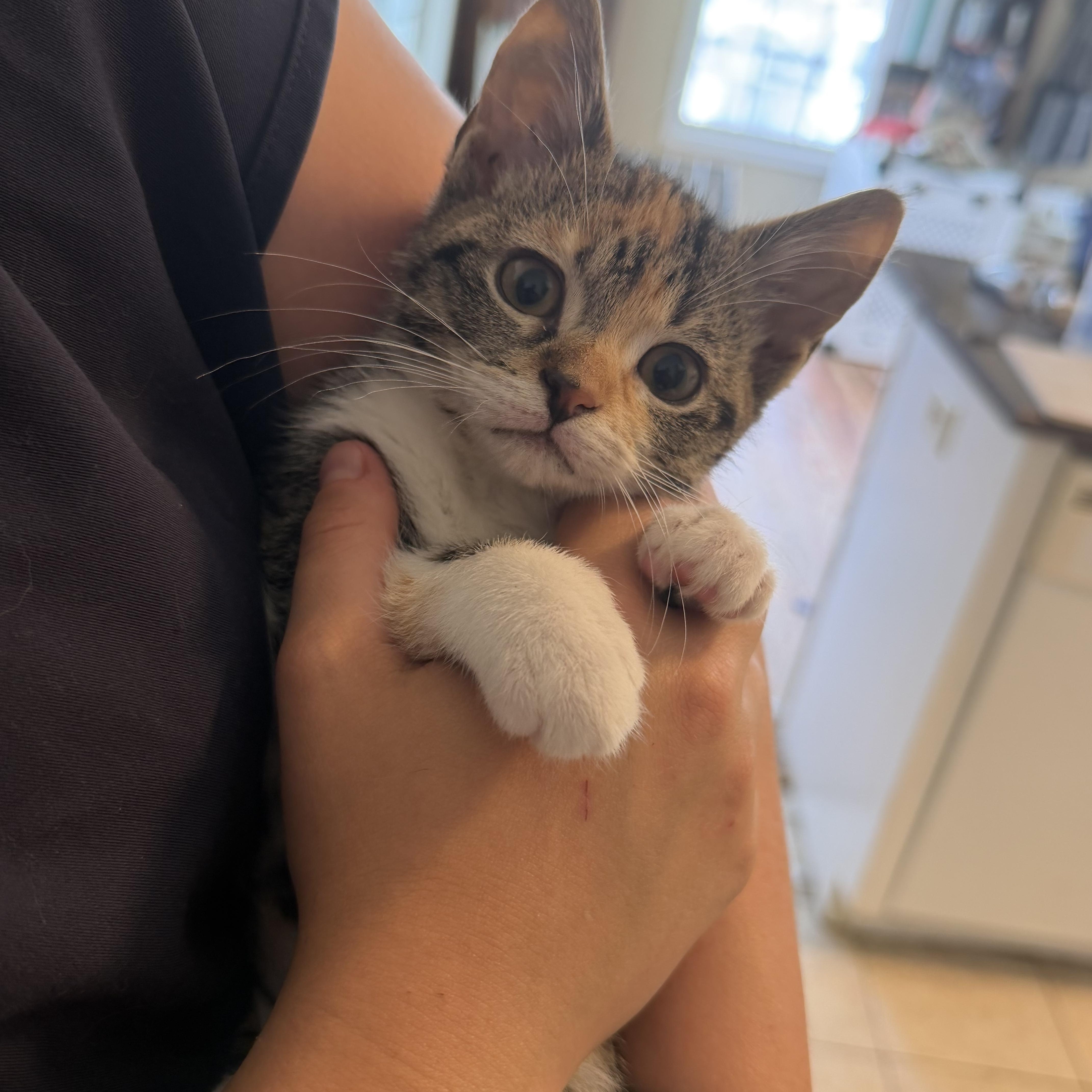 Enlarge Lydia, an adopted Domestic Short Hair in Mississippi State, MS image 4/6