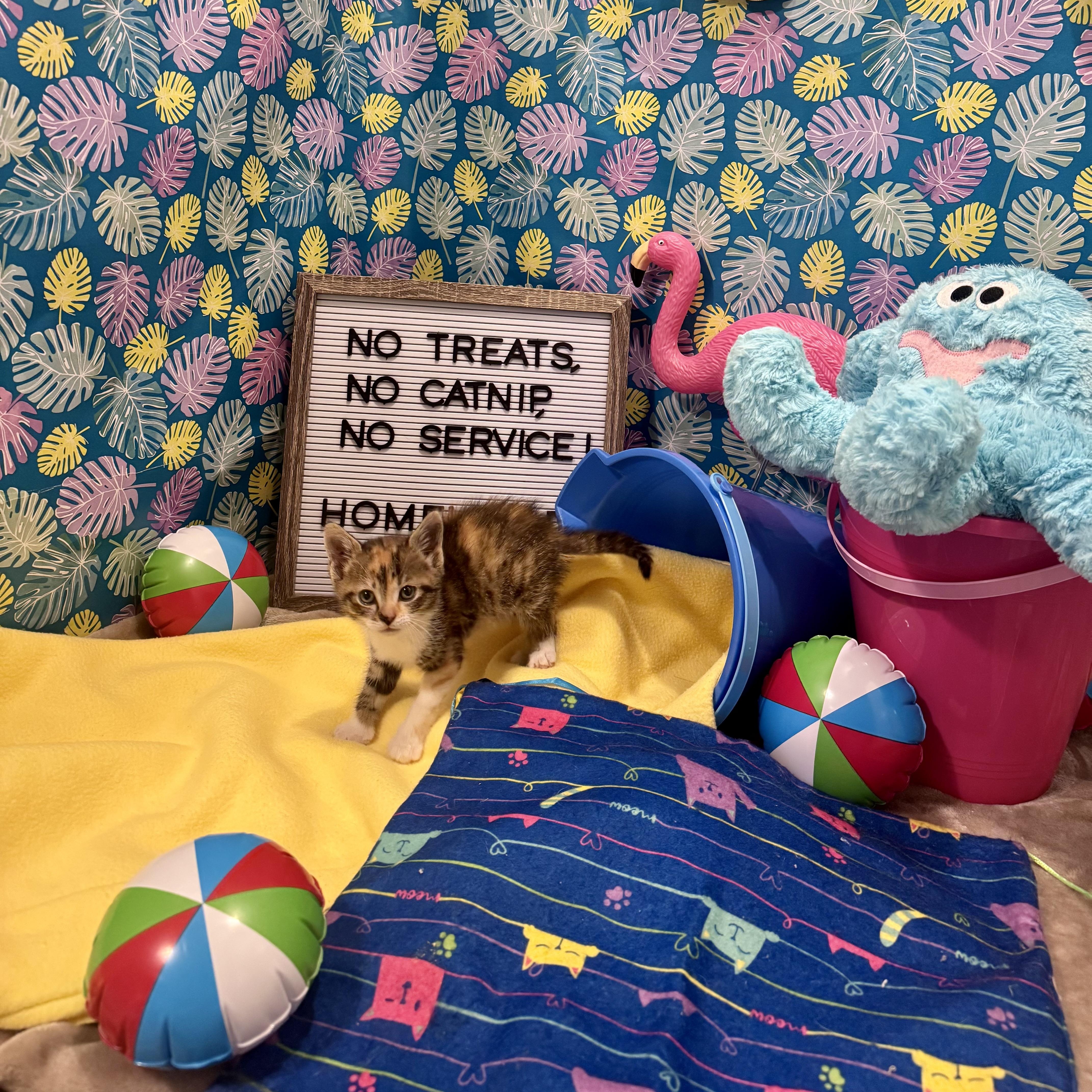 Enlarge Lydia, an adopted Domestic Short Hair in Mississippi State, MS image 6/6