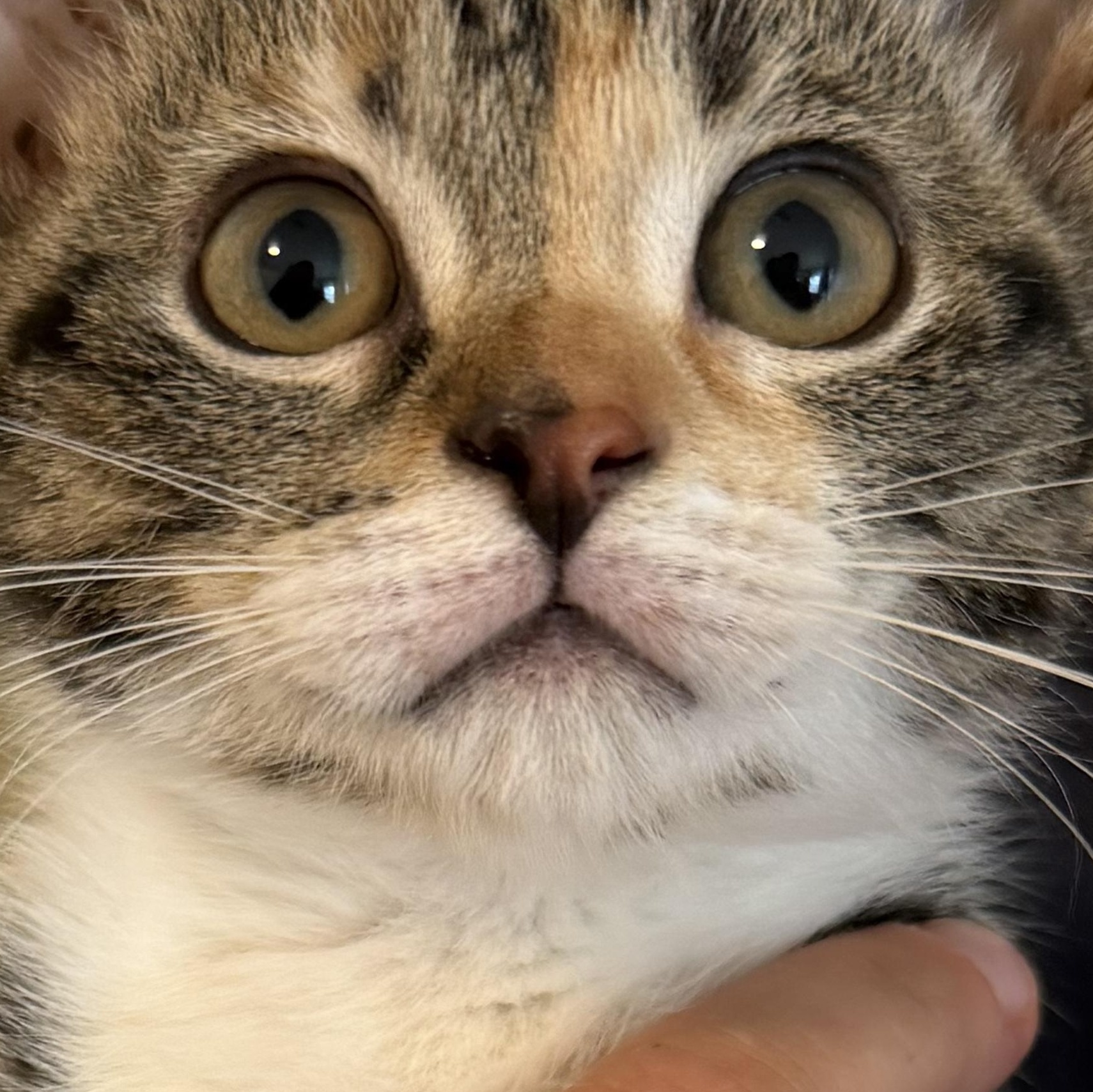 Enlarge Lydia, an adopted Domestic Short Hair in Mississippi State, MS image 2/6