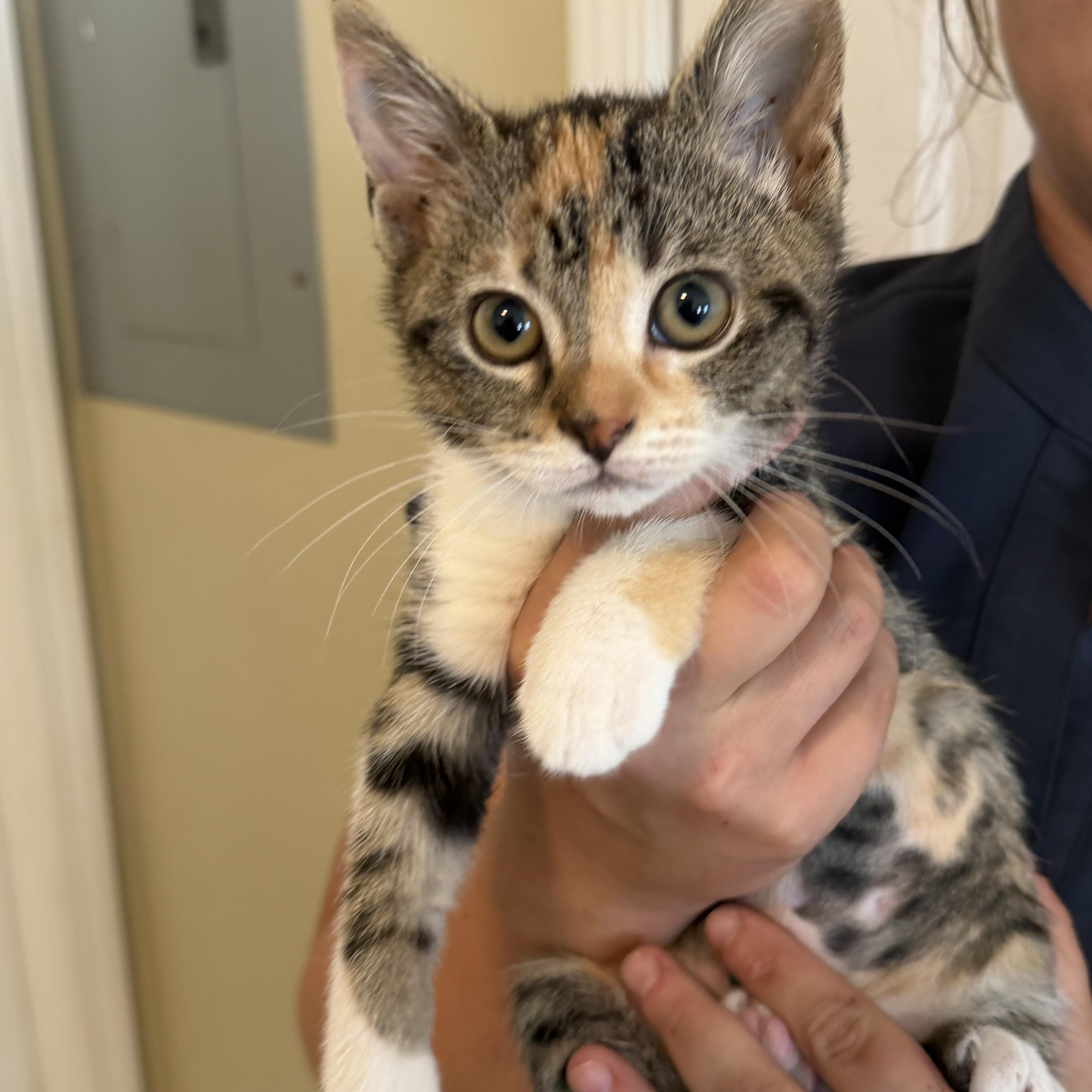Lydia, adopted, Kitten Female Domestic Short Hair.
