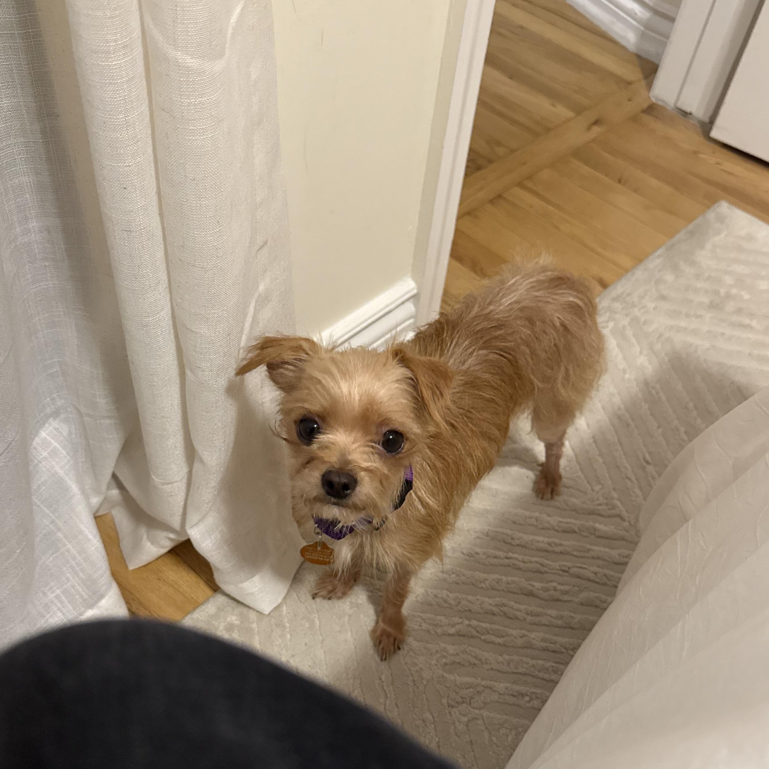 Remi, ADOPTABLE, Adult • Male, Rat Terrier & Chihuahua.