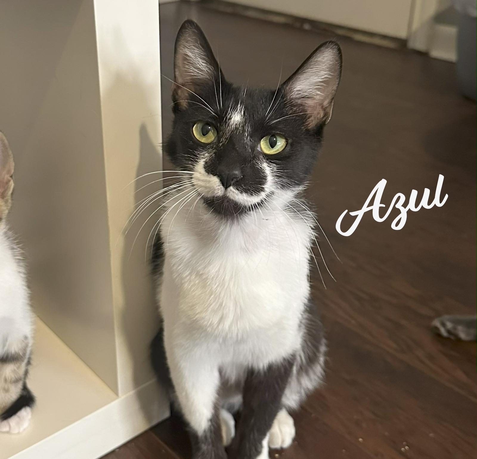 Enlarge Azul #nurturing-soul, a Adoptable Domestic Short Hair in Houston, TX image 1/1