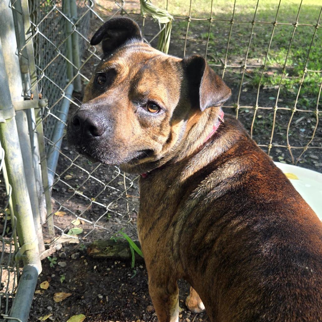 Barkley, Adoptable, Adult Male Boxer & Mixed Breed.