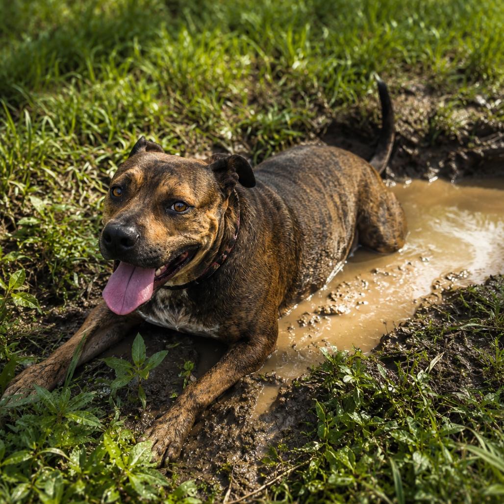 Enlarge Barkley, a Adoptable mixed breed in Tylertown, MS image 3/3