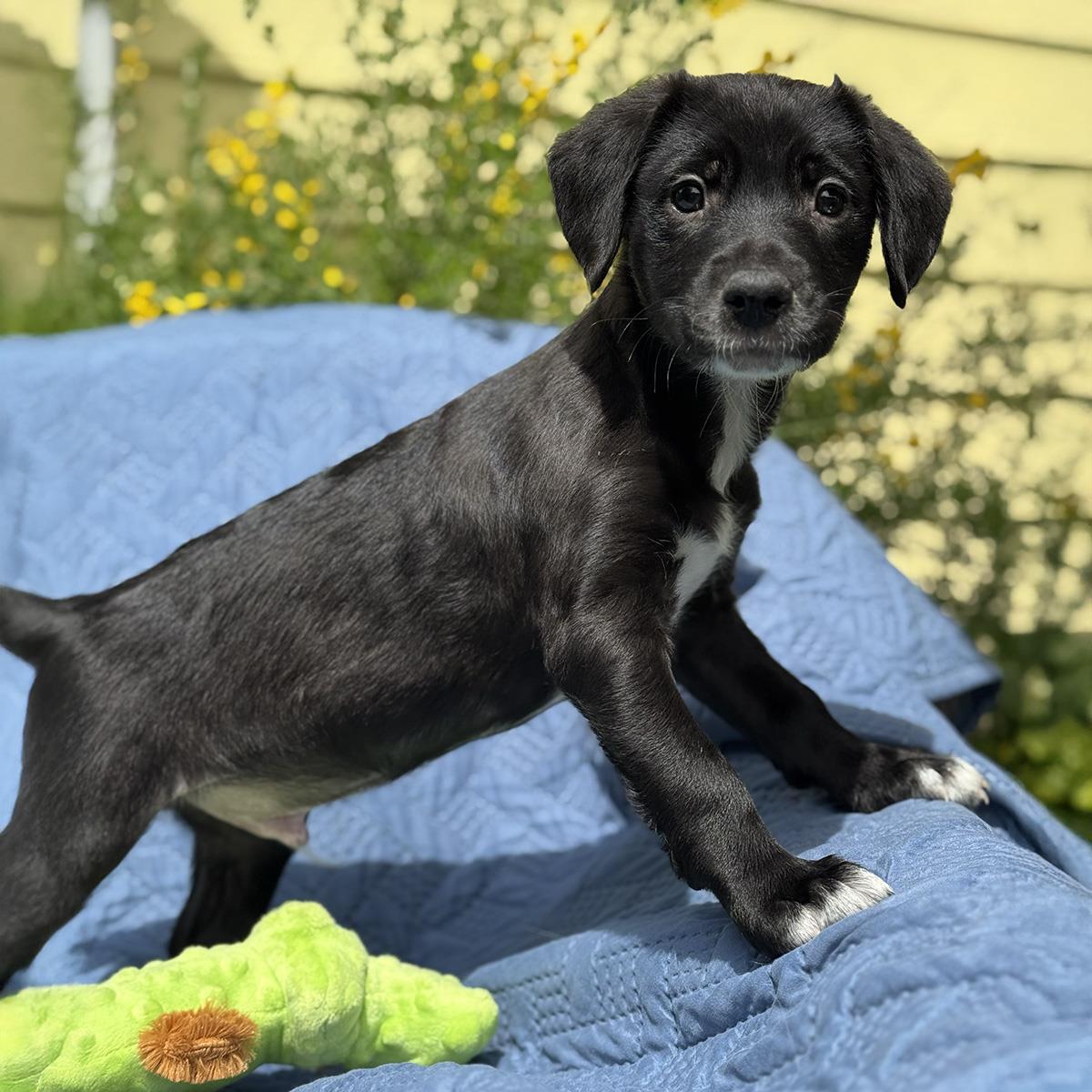 Cheers Pup - Norm, a Adoptable mixed breed in San Diego, CA image 1/3