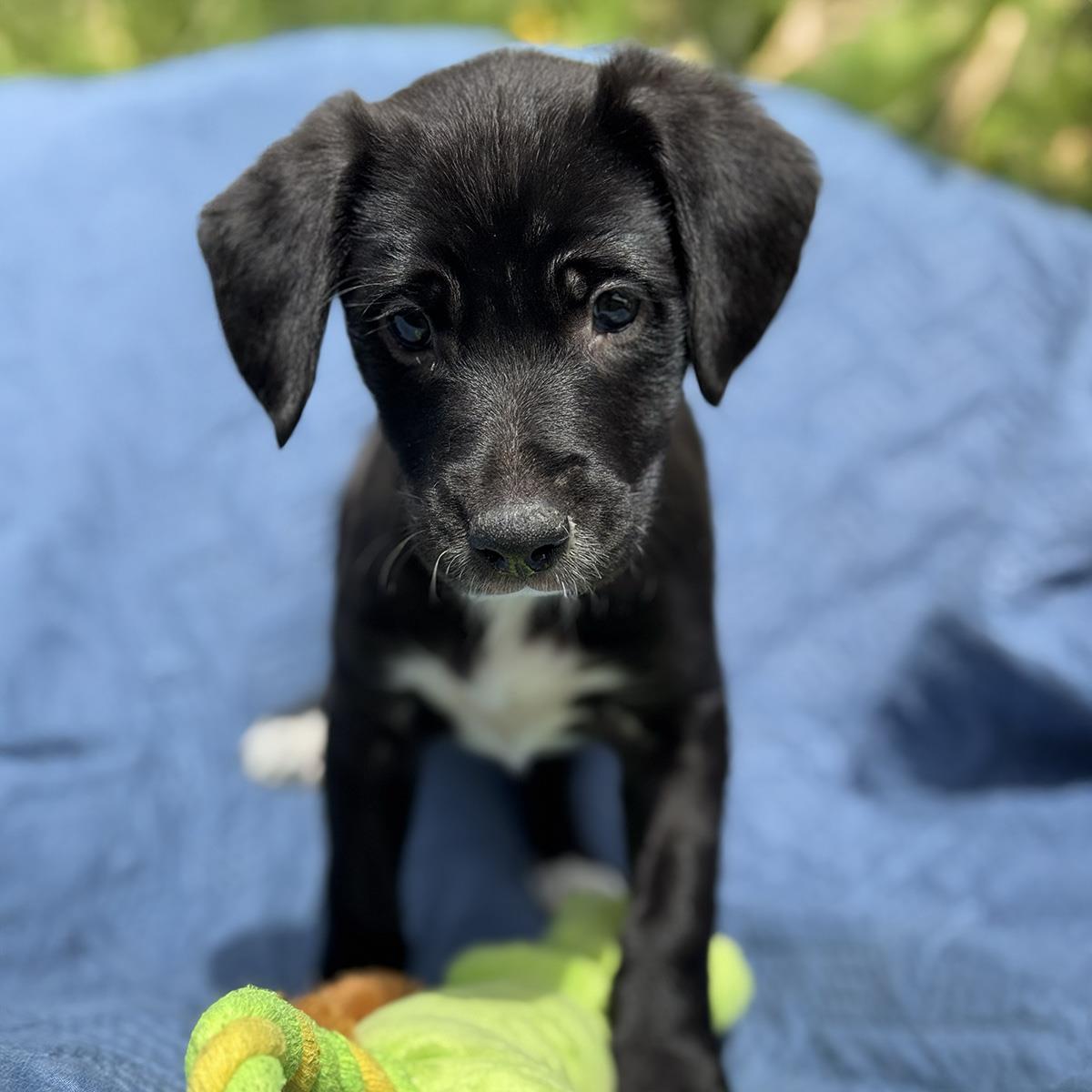 Cheers Pup - Norm, a Adoptable mixed breed in San Diego, CA image 2/3