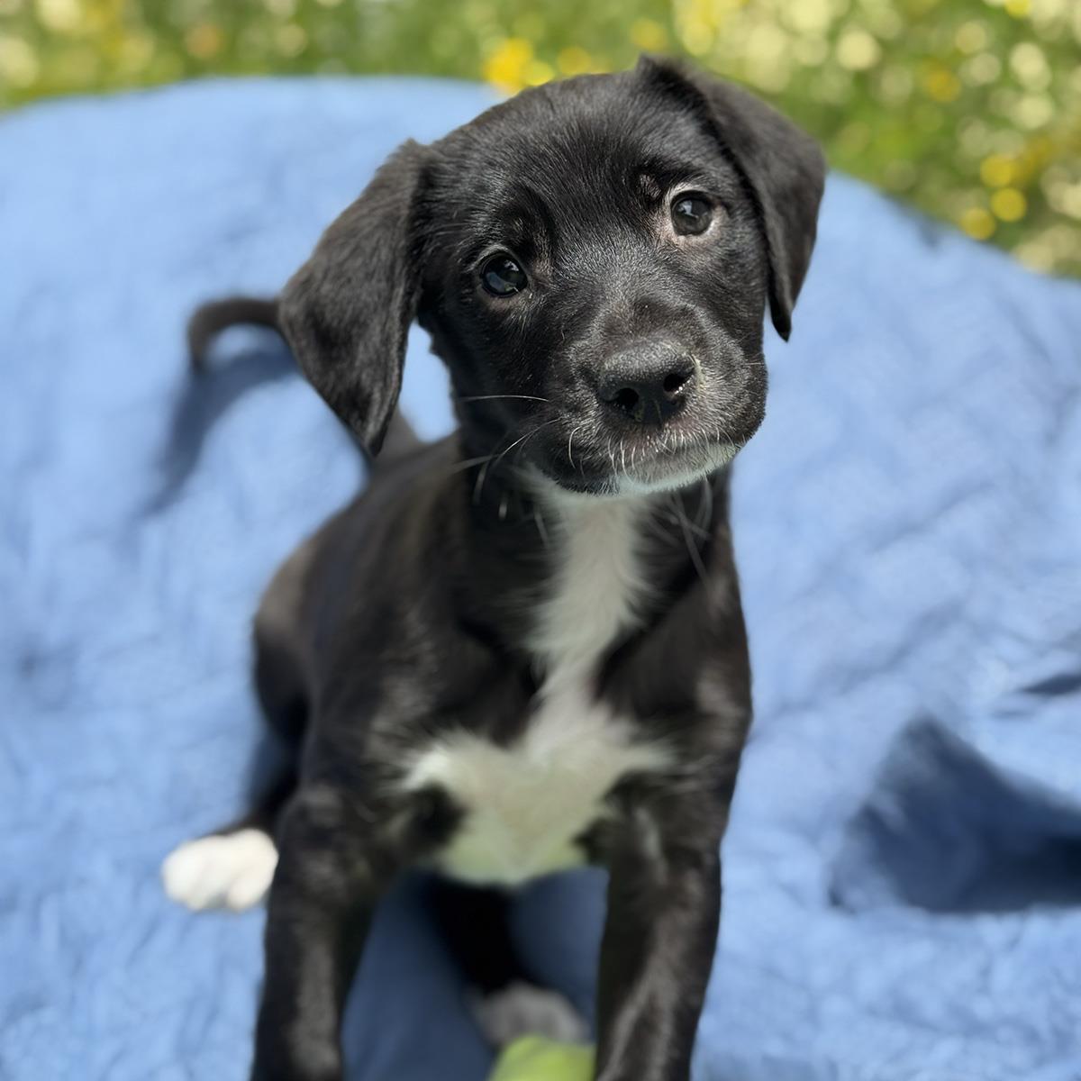 Cheers Pup - Norm, a Adoptable mixed breed in San Diego, CA image 3/3