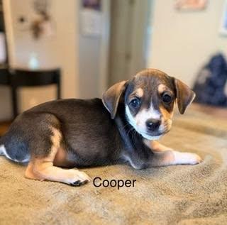 Cooper, a ADOPTABLE mixed breed in Lexington, KY image 3/3