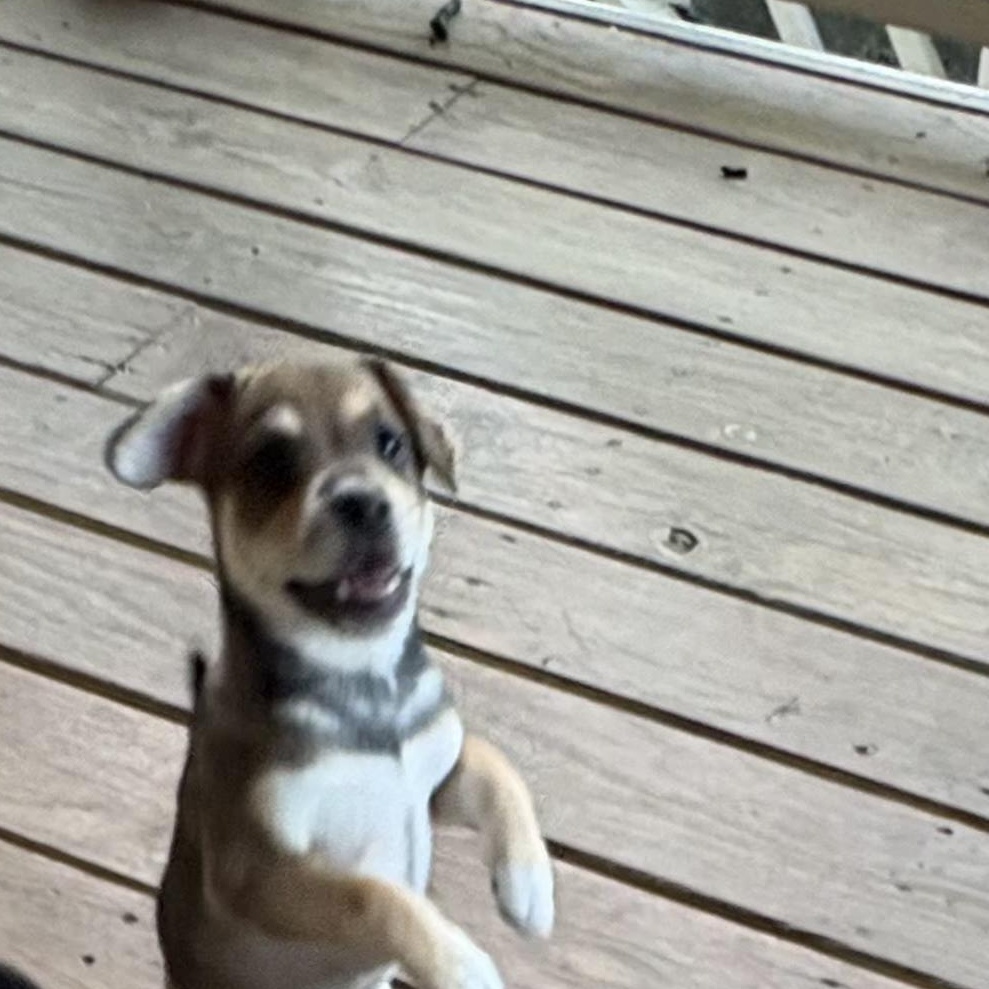 Cooper, a ADOPTABLE mixed breed in Lexington, KY image 2/3