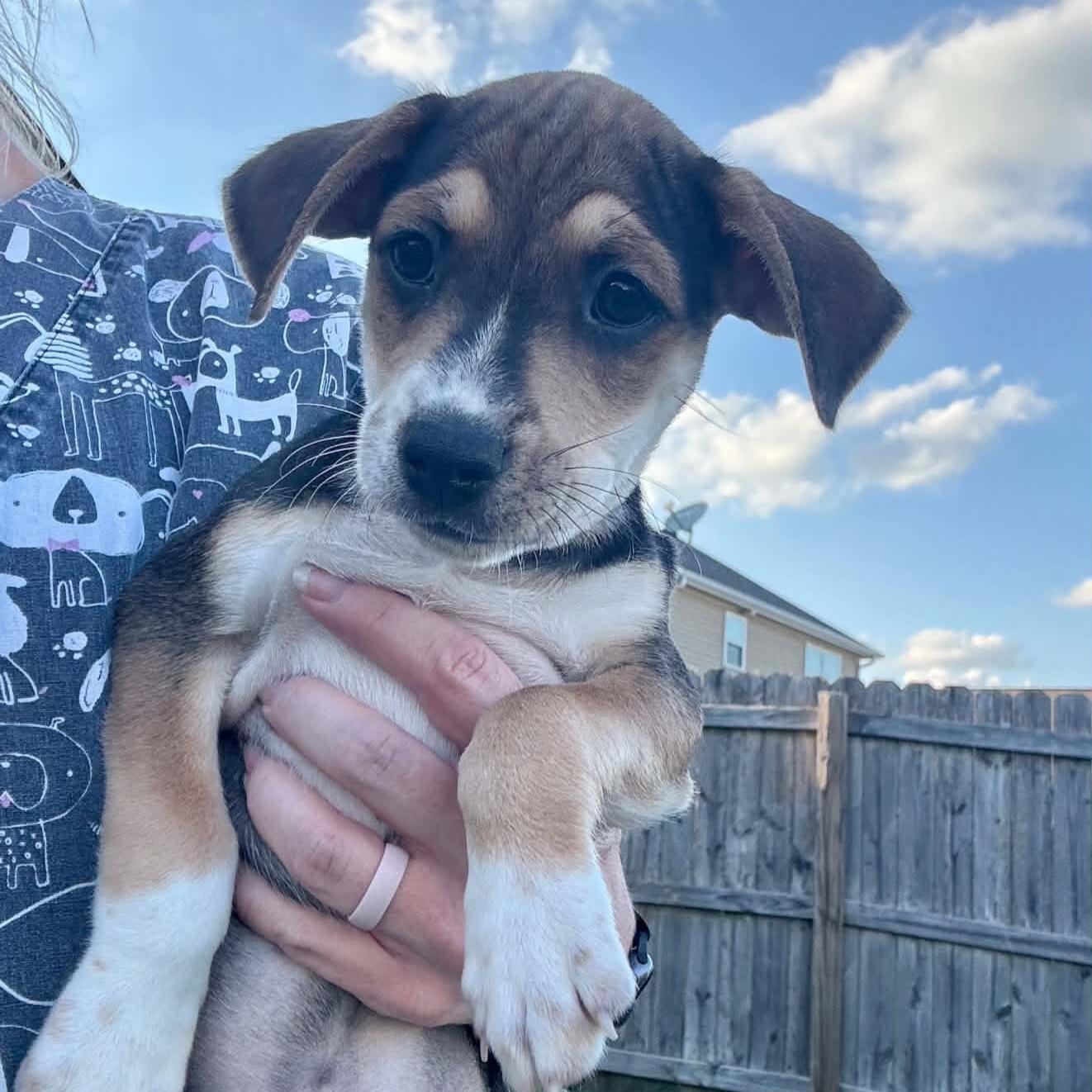 Cooper, ADOPTABLE, Puppy Male Hound & Chihuahua.