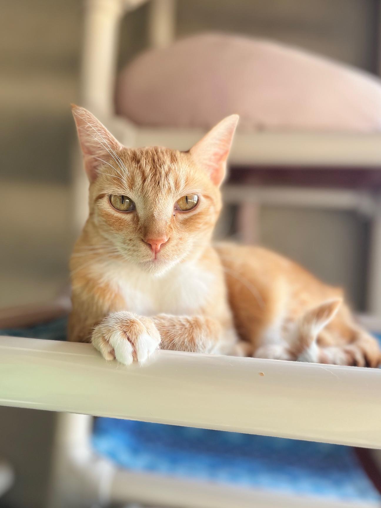Soulshine, adopted, Adult Female Domestic Short Hair.